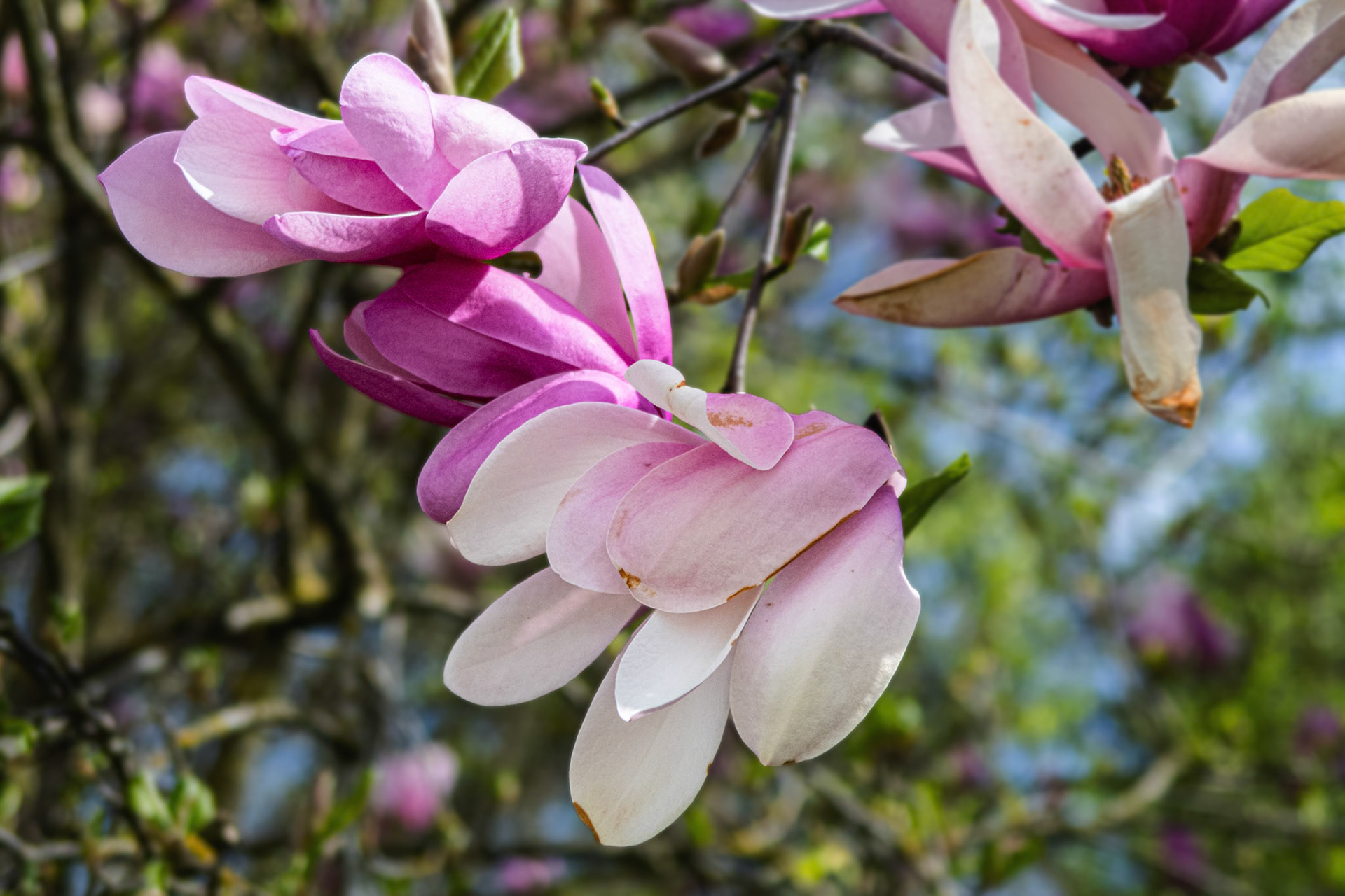 Magnolie (Magnolia)