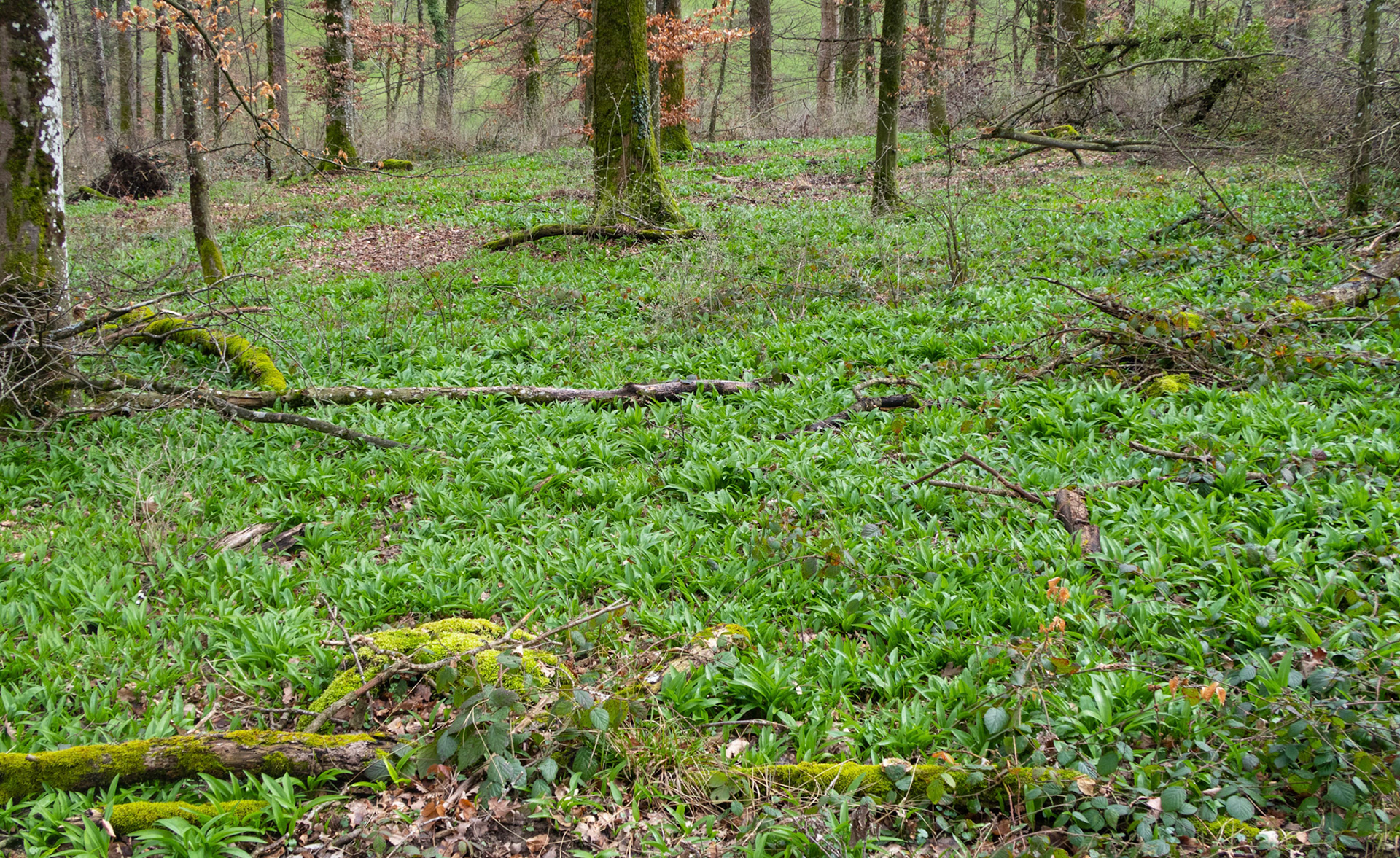 Bärlauchfeld