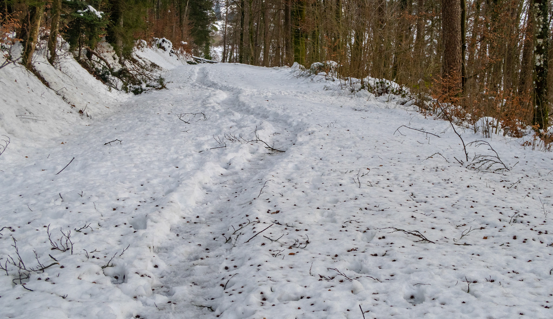 Waldweg im Winter