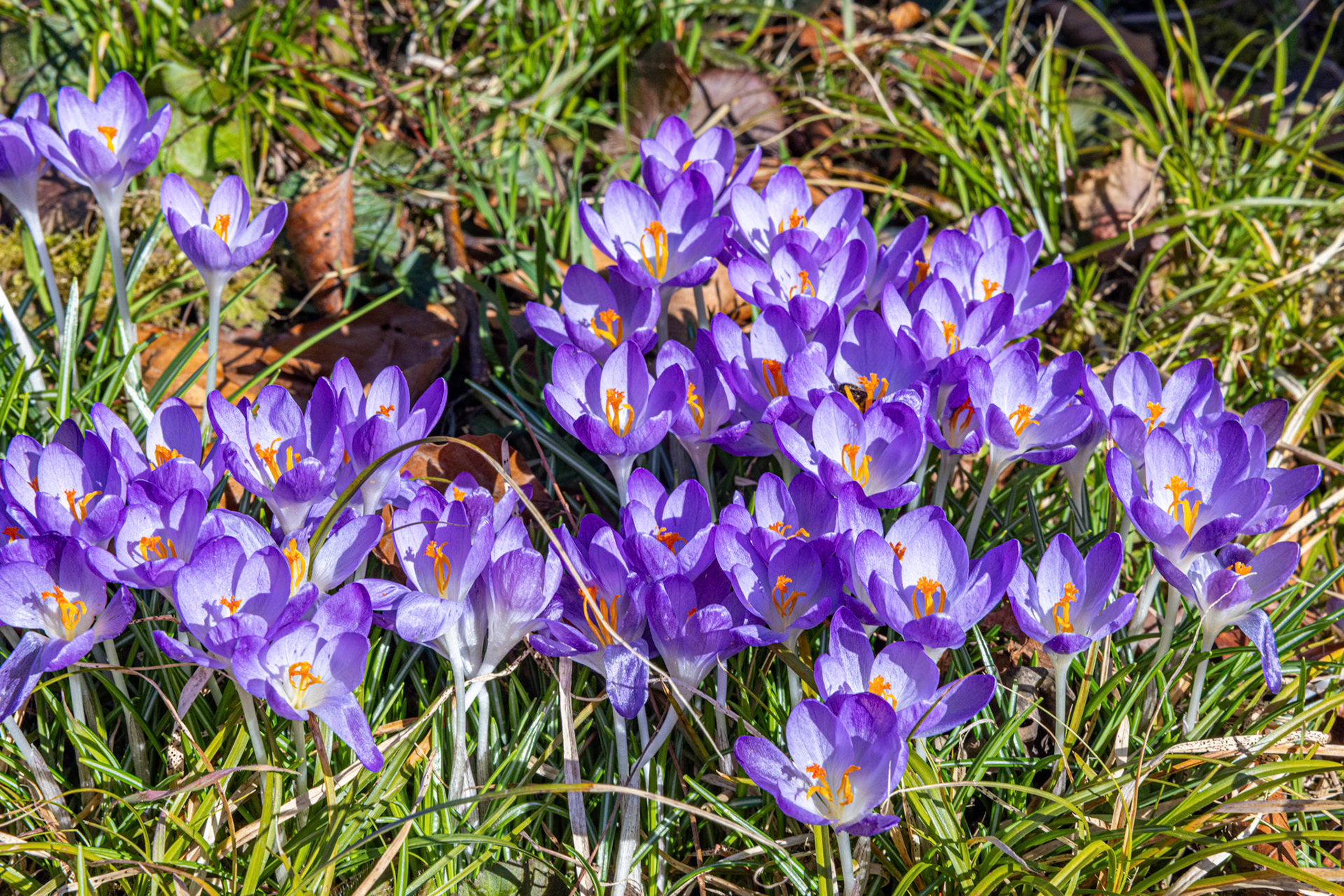 Frühlings-Krokus (Crocus vernus)