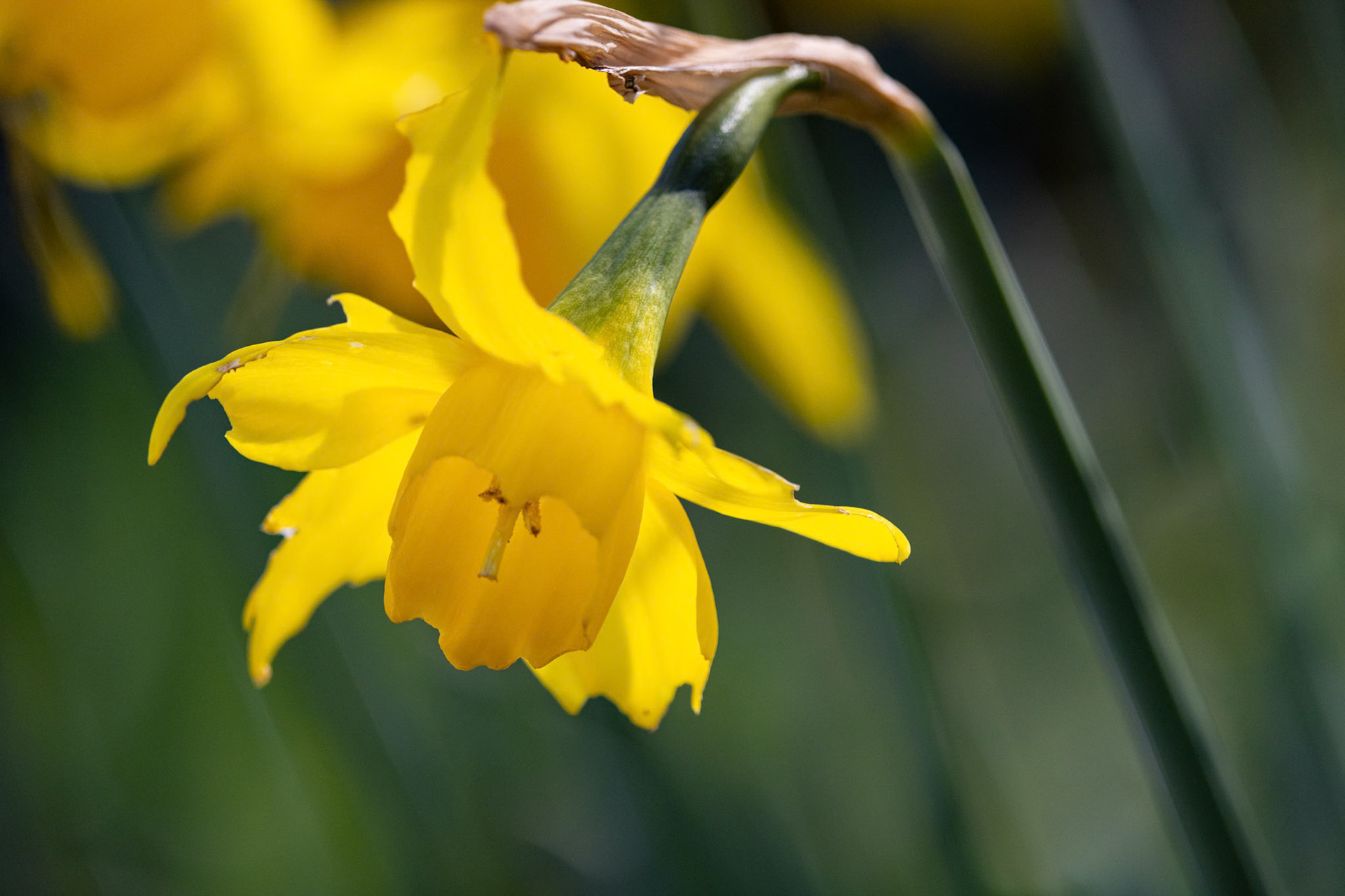 Narzisse (narcissus)