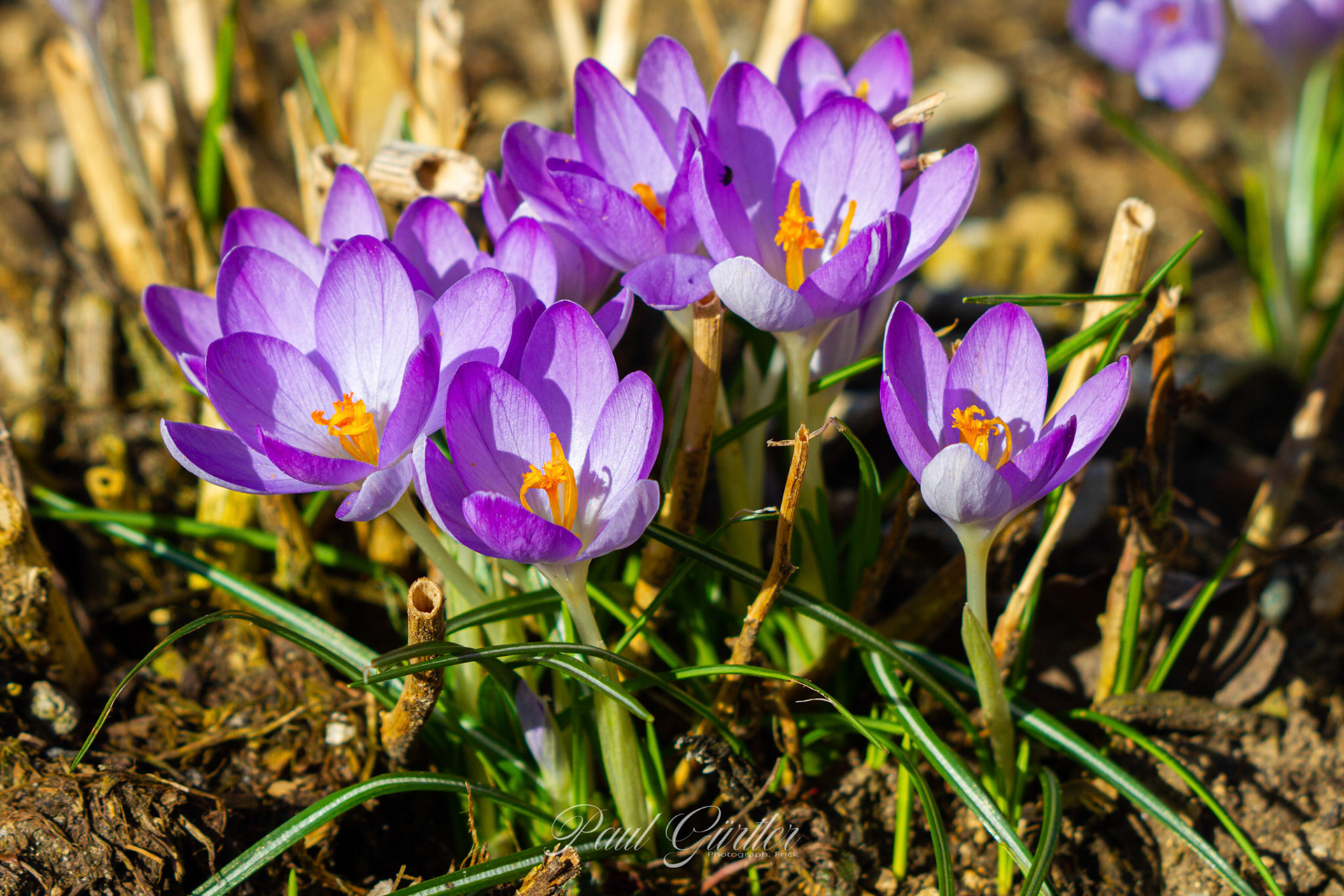 Krokus
