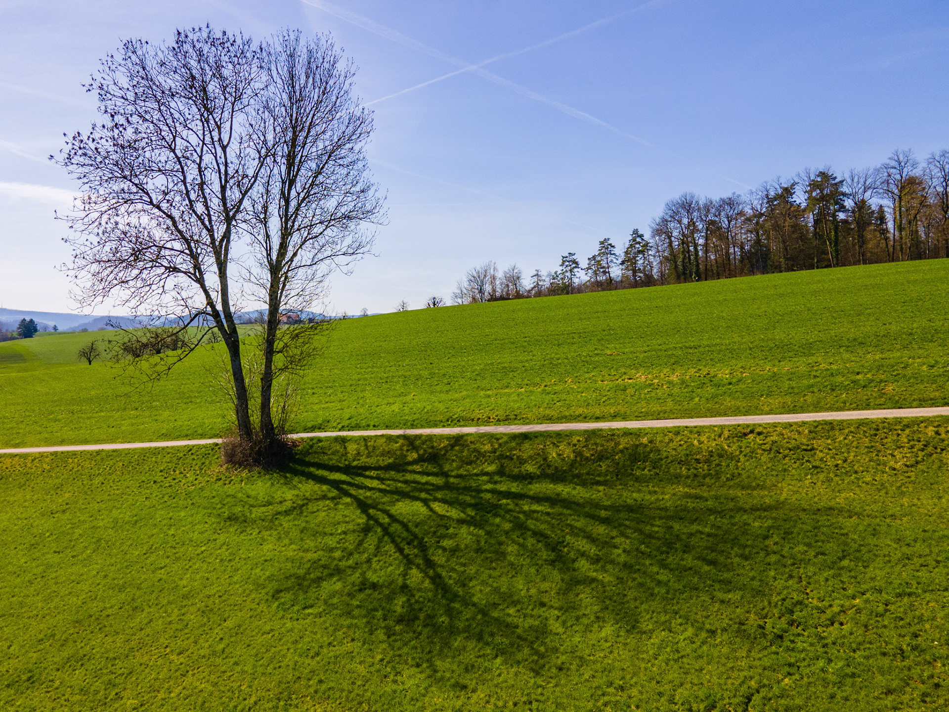 Baum und Schatten
