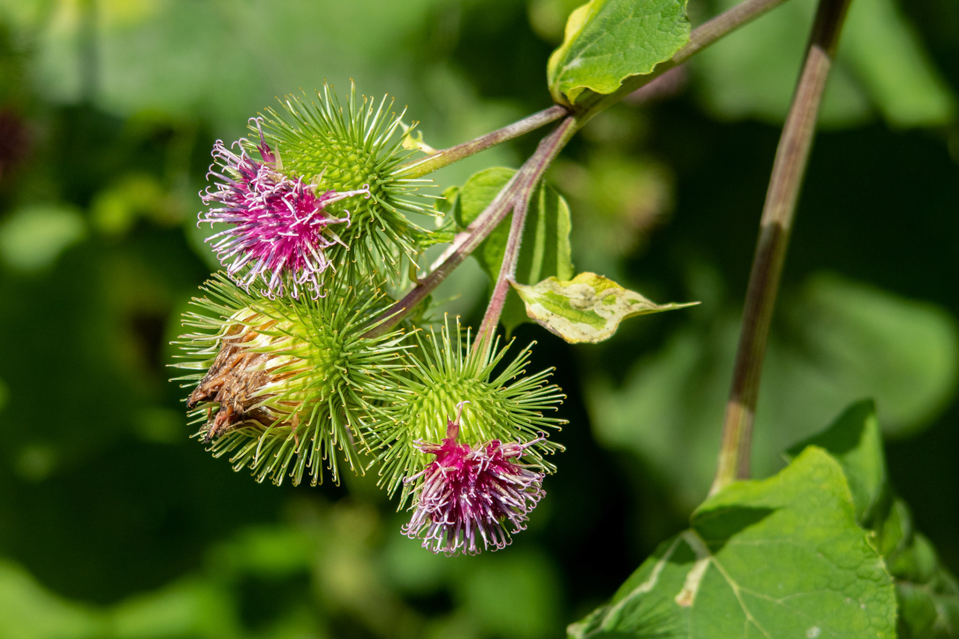 Grosse Klette (Arctium lappa)