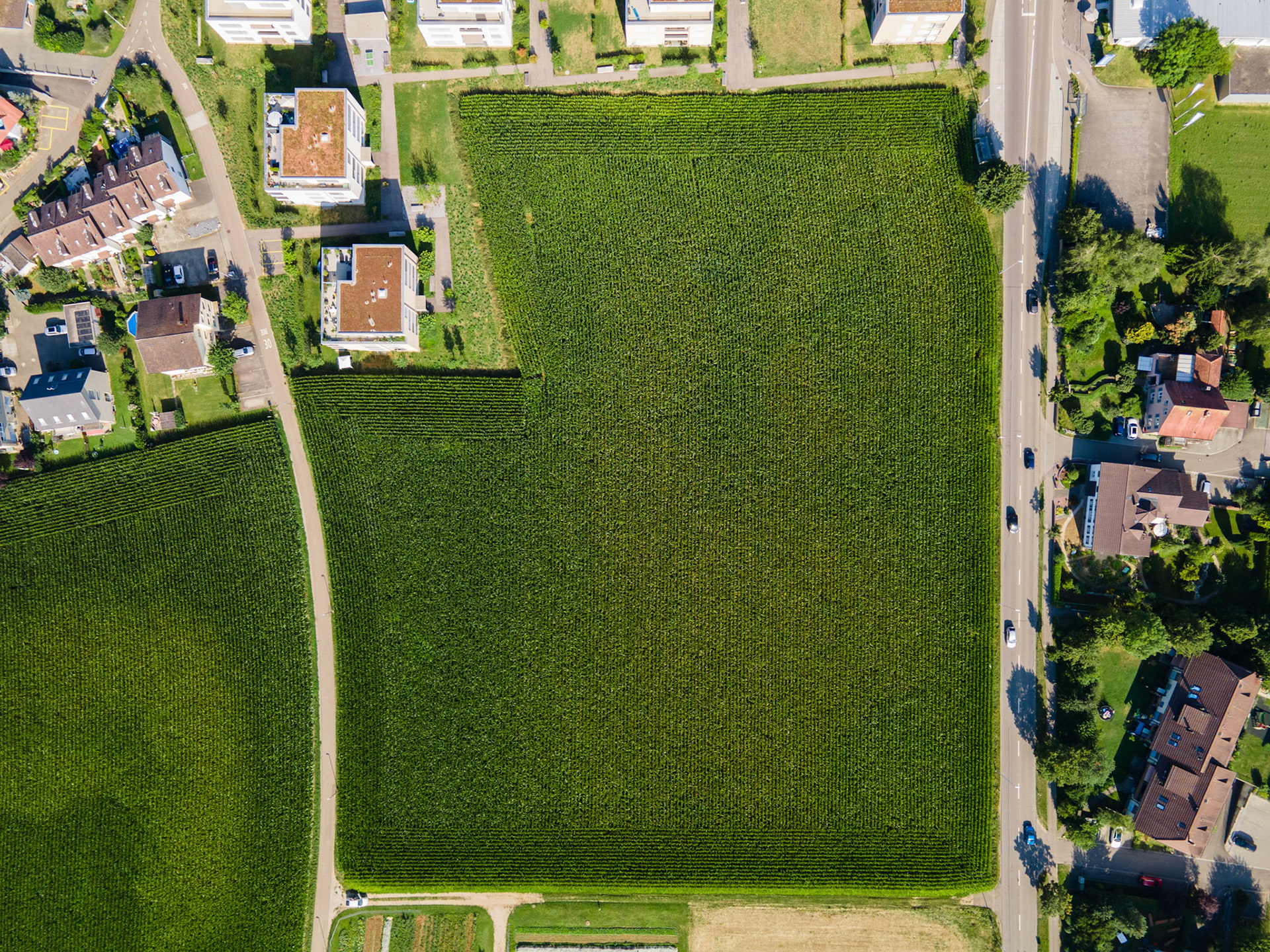Maisfeld