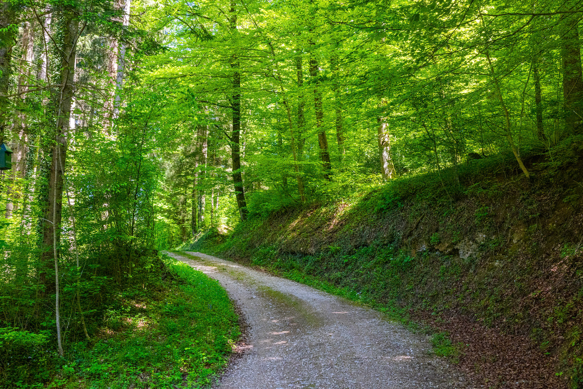 Waldstrasse im Frühling