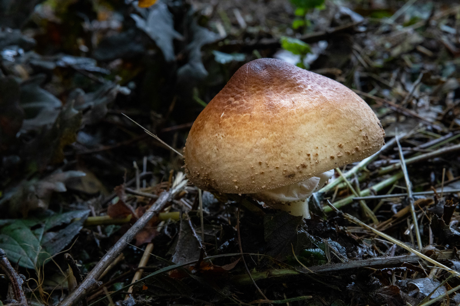 Waldpilz im Moos