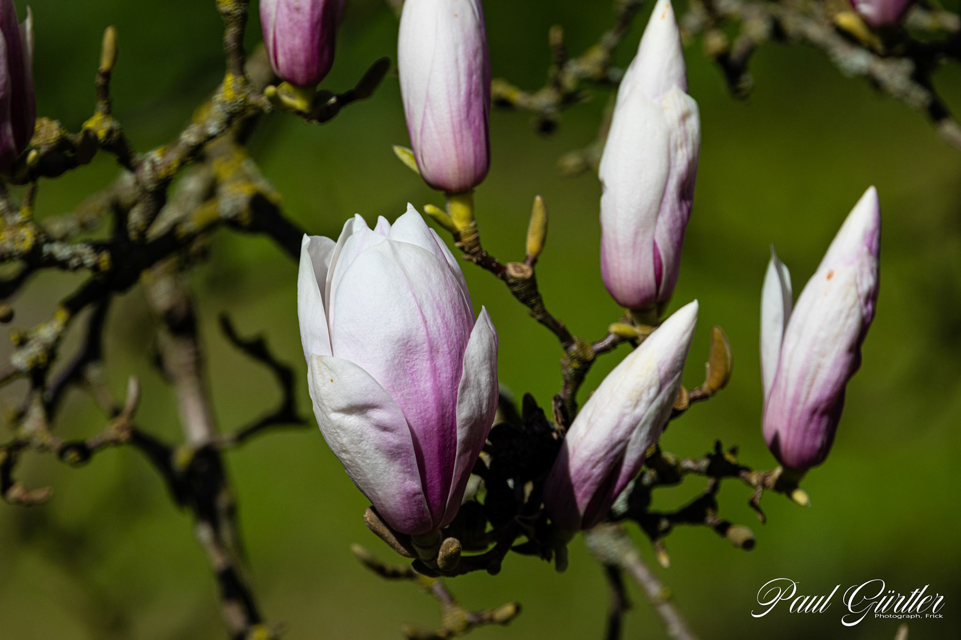 Magnolie (Magnolia)