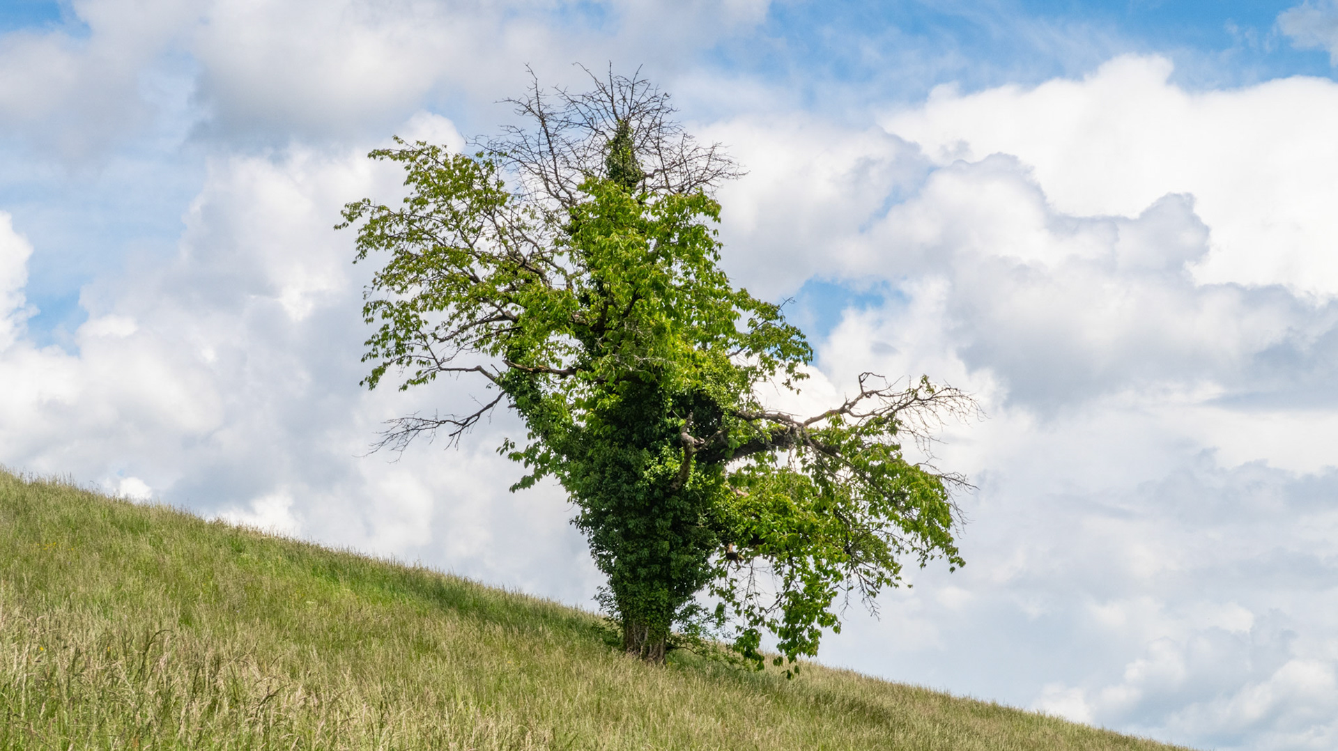 der alte Baum im Steig