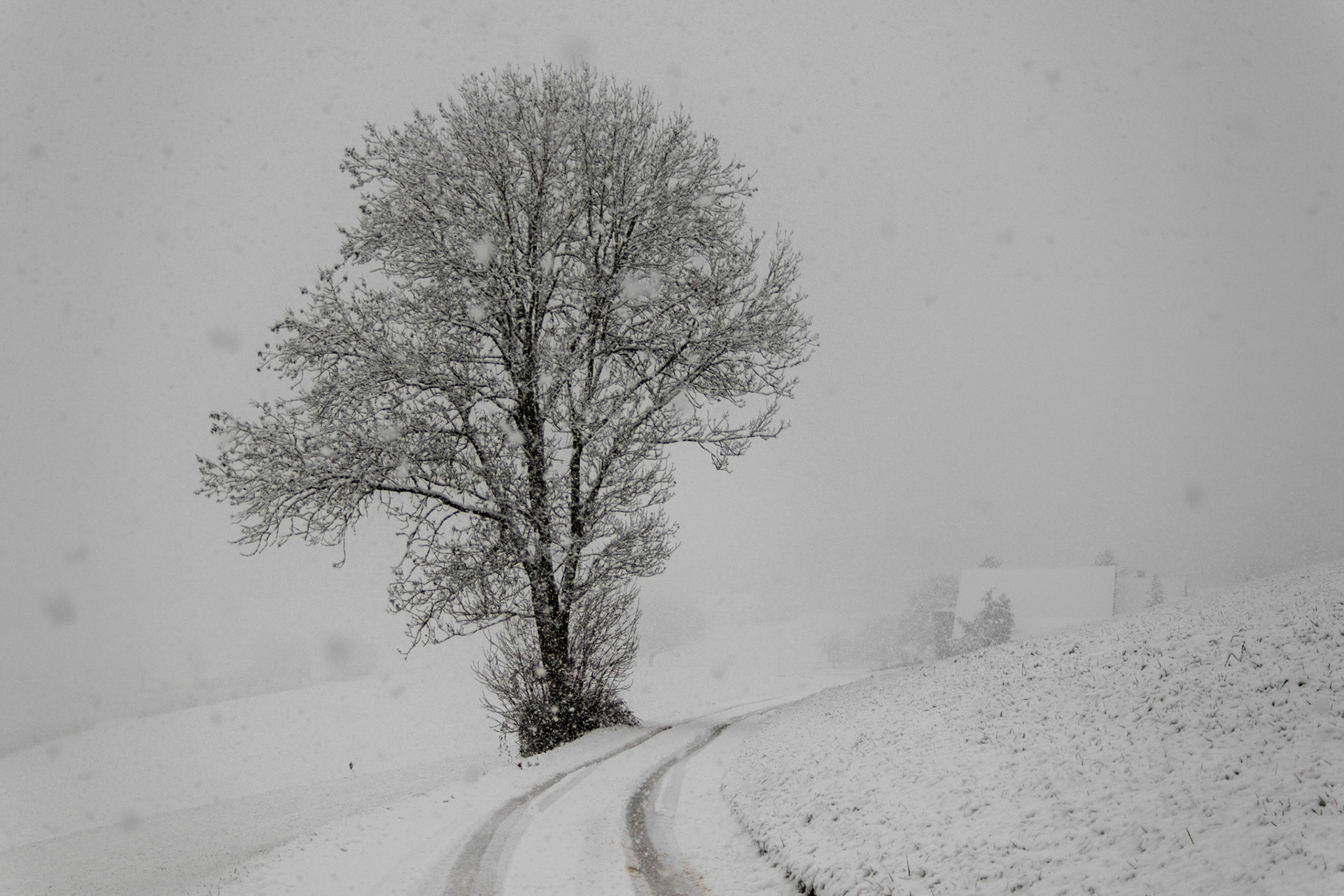 Baum im Schnee