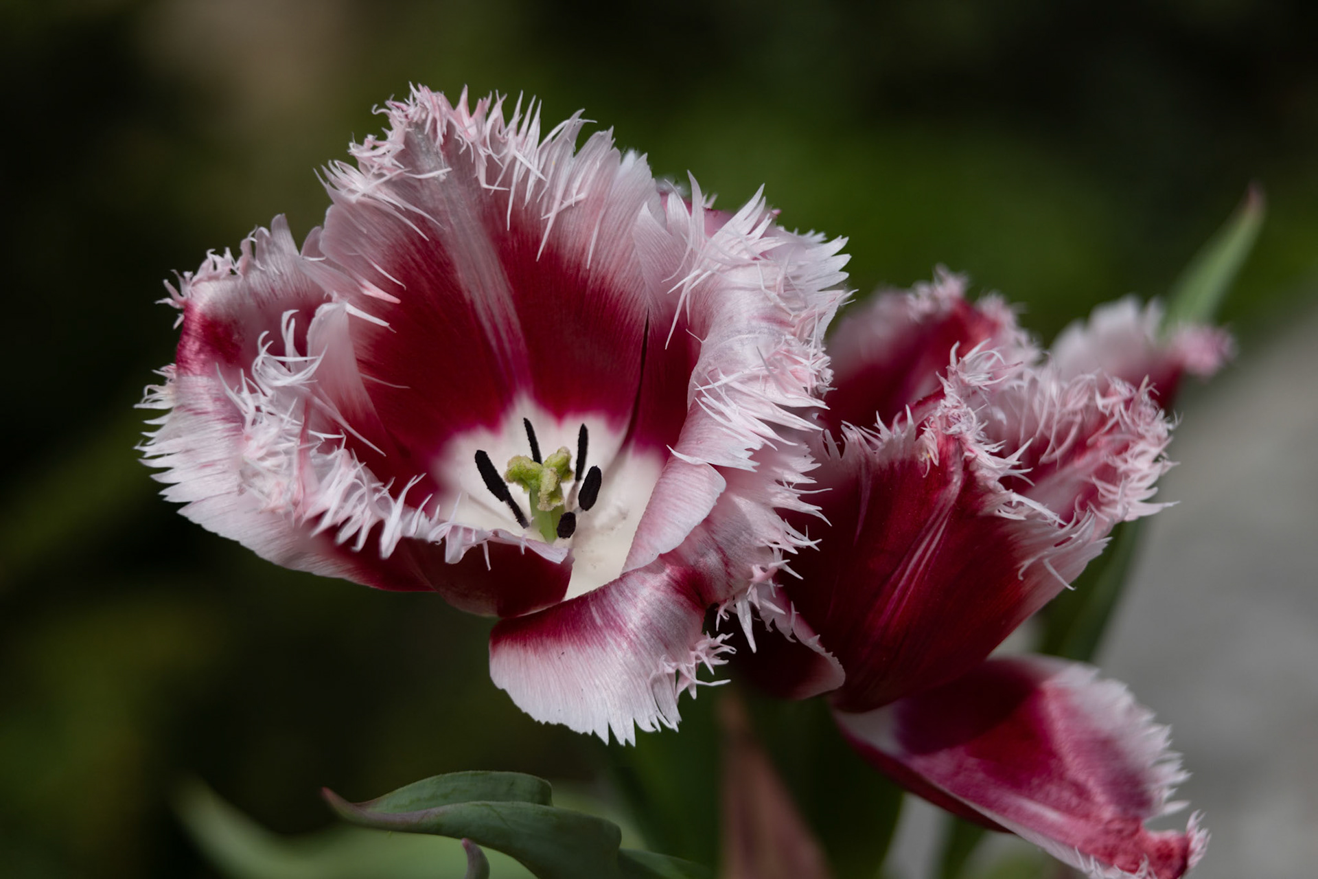 Crispa Tulpe (Tulipa Canasta)
