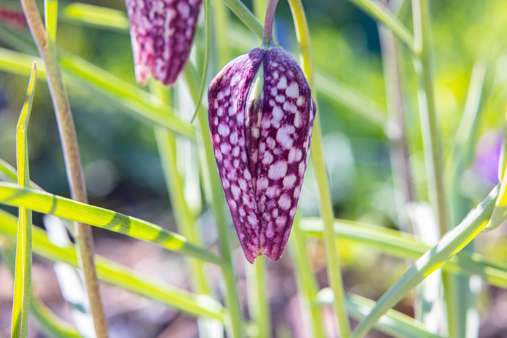 Schachblume (Fritillaria meleagris)