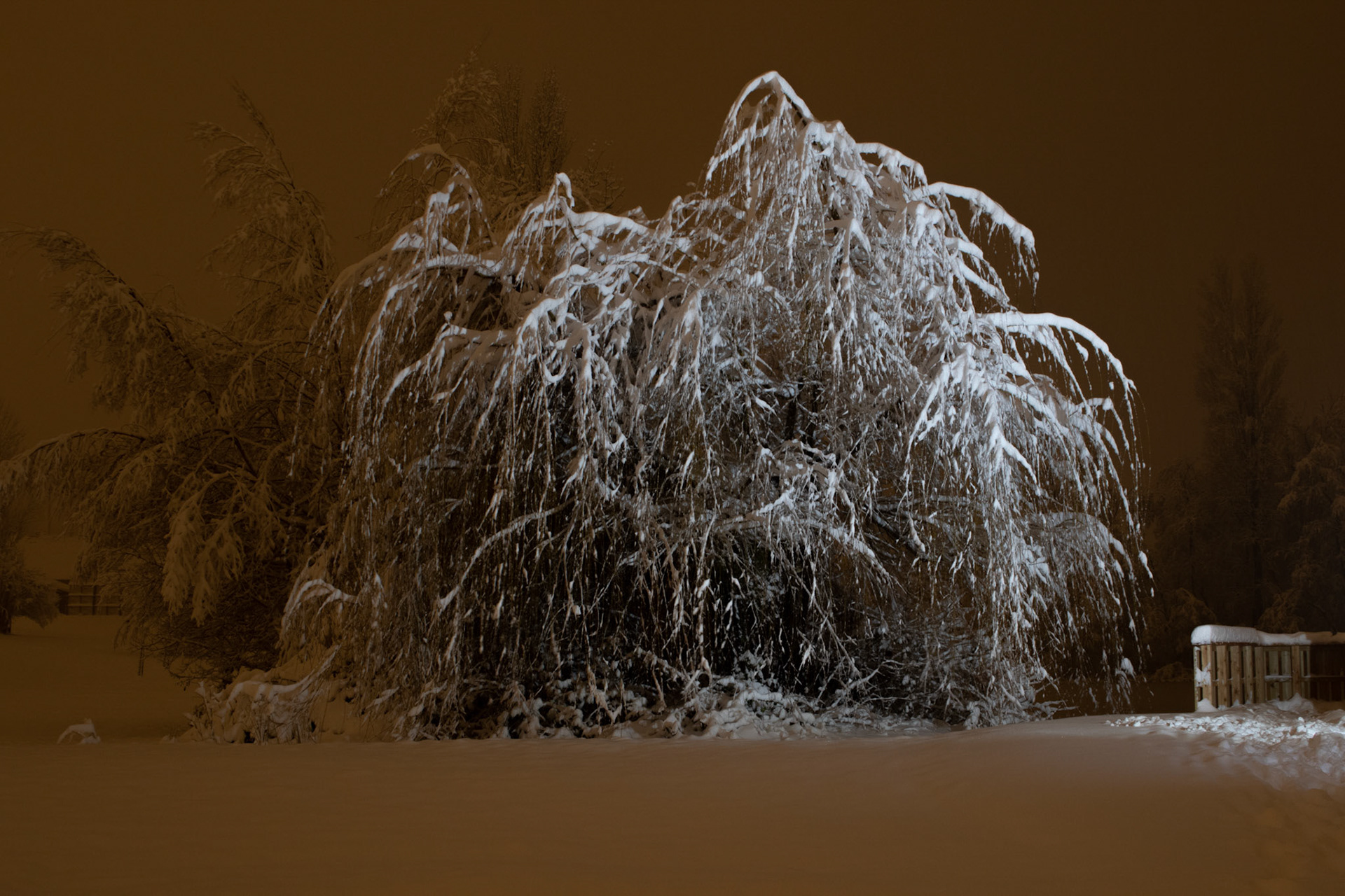 Weide im Schnee
