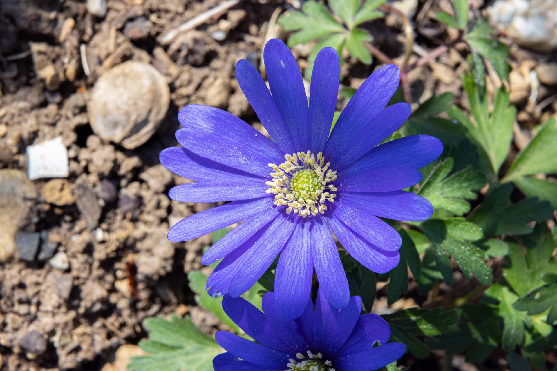Apennin-Windröschen (Anemone apennina)