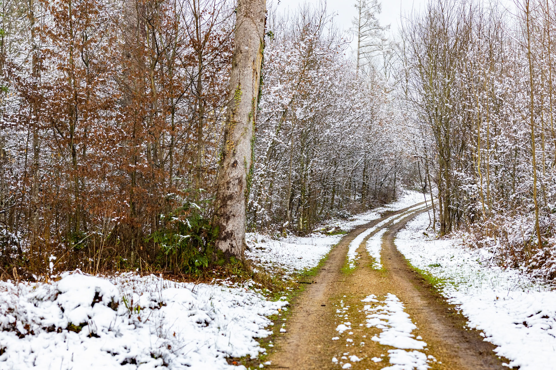 Waldweg im Winter