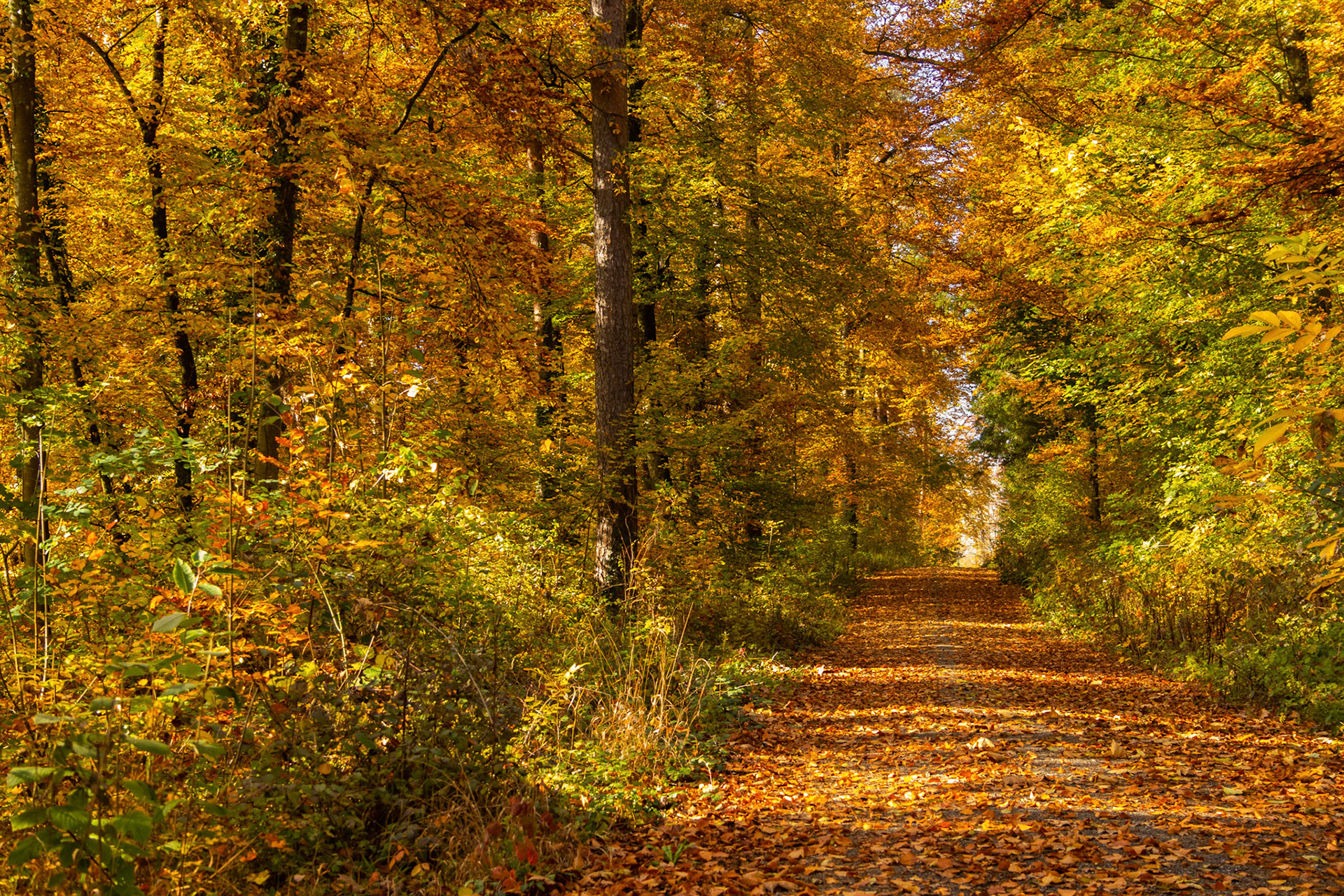 Herbstwald