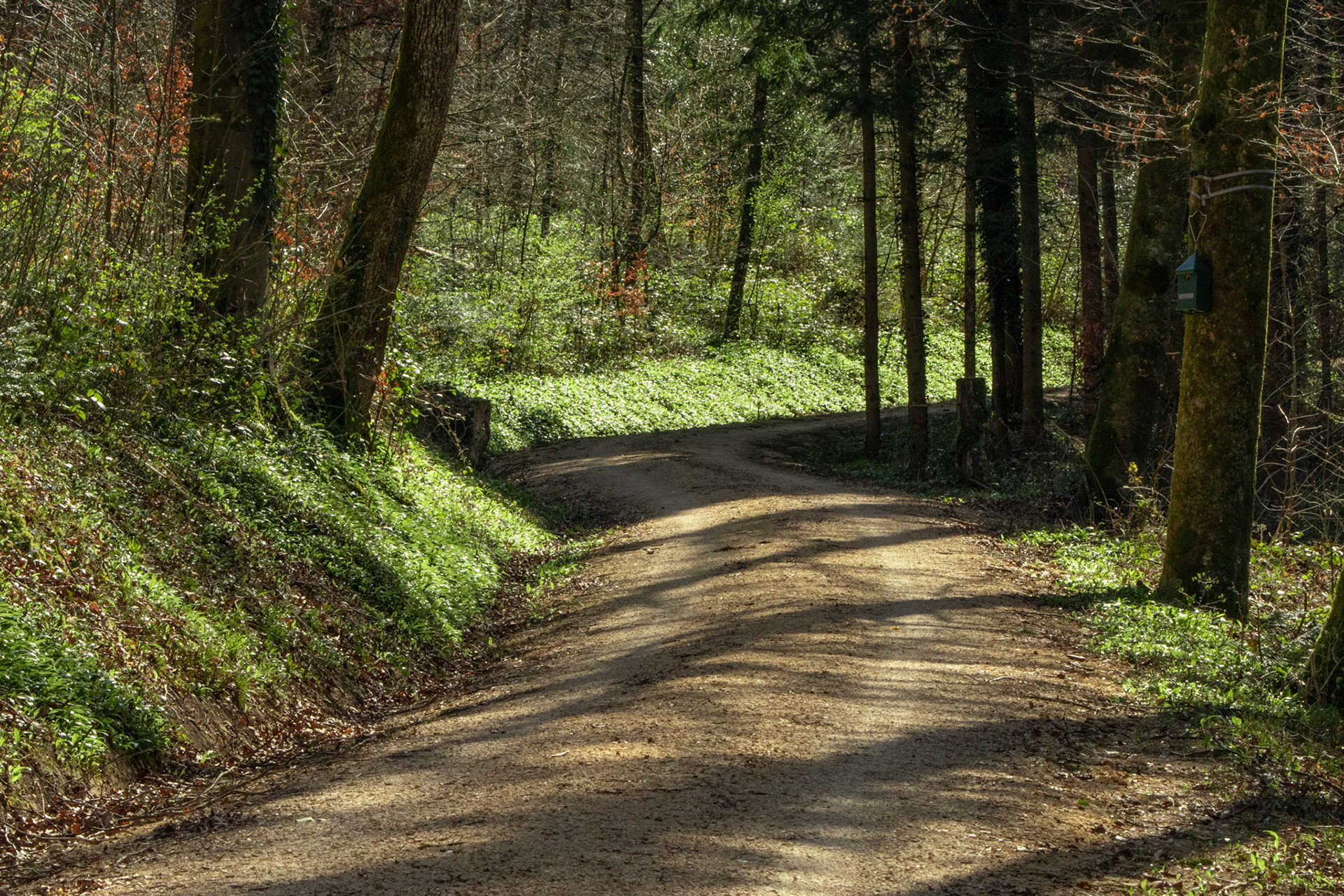 Bärlauch Waldweg