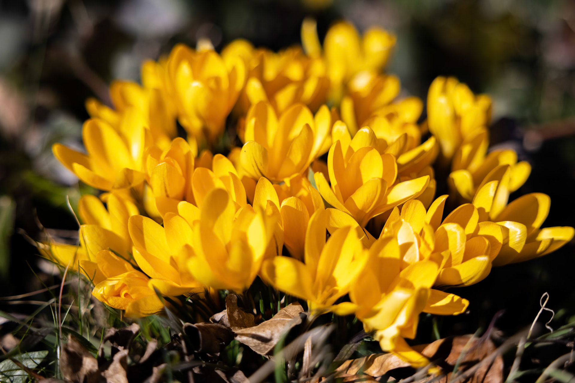 Gold Krokus (Crocus flavus)