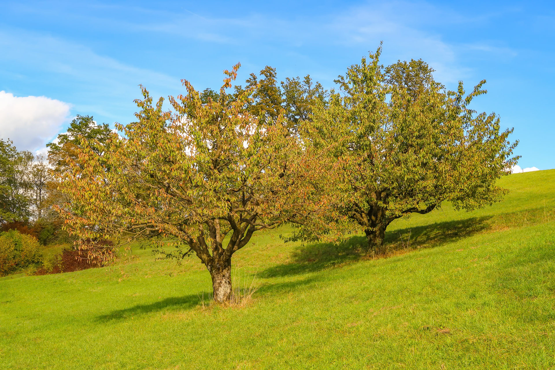 Herbstbilder Frickberb
