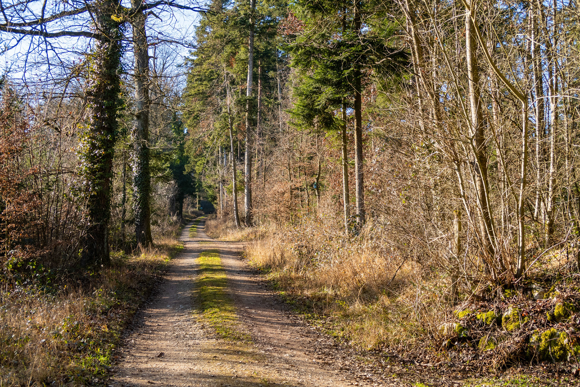 Waldweg Nessi