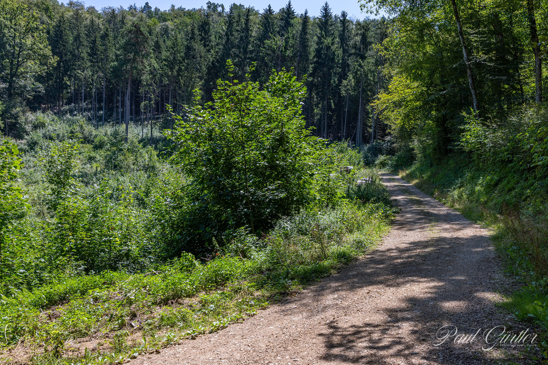 Waldweg am Kornberg