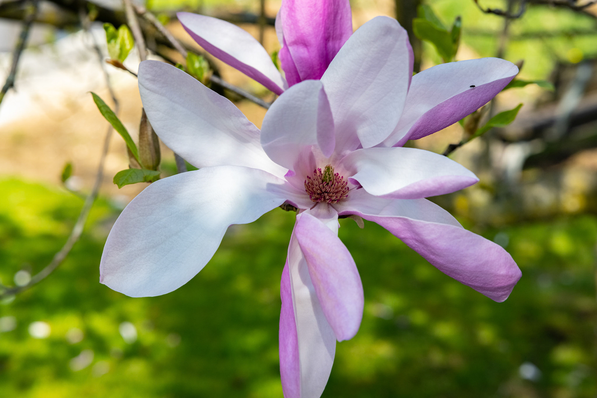 Magnolie (Magnolia)