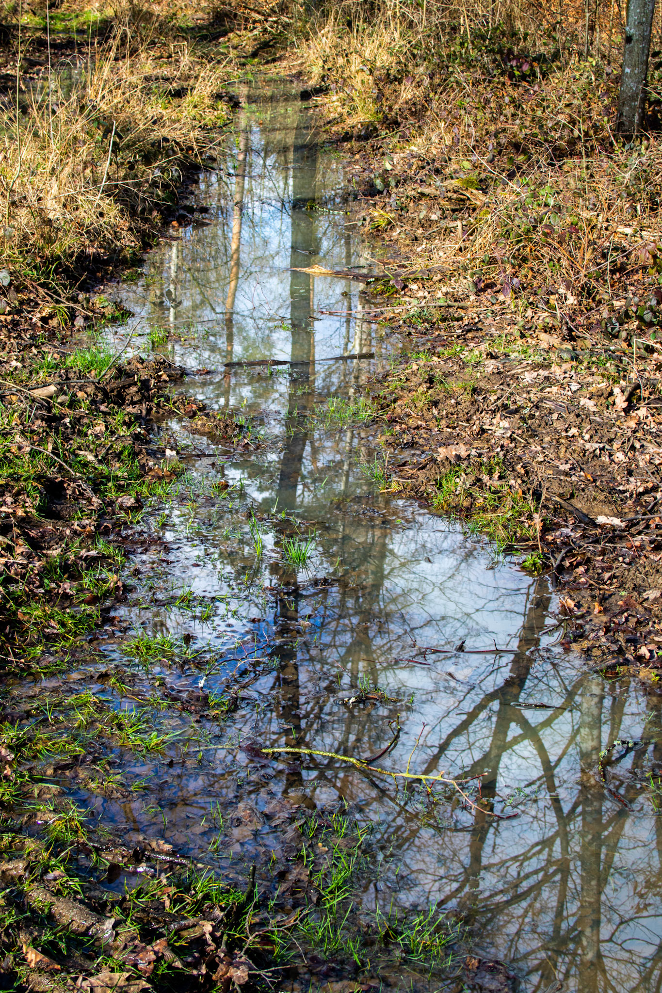 Spiegelung