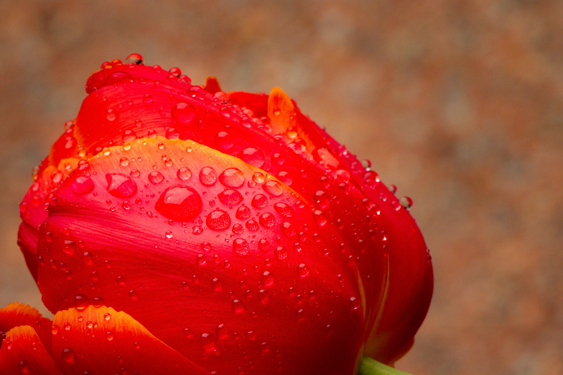 Tulpe im Regen
