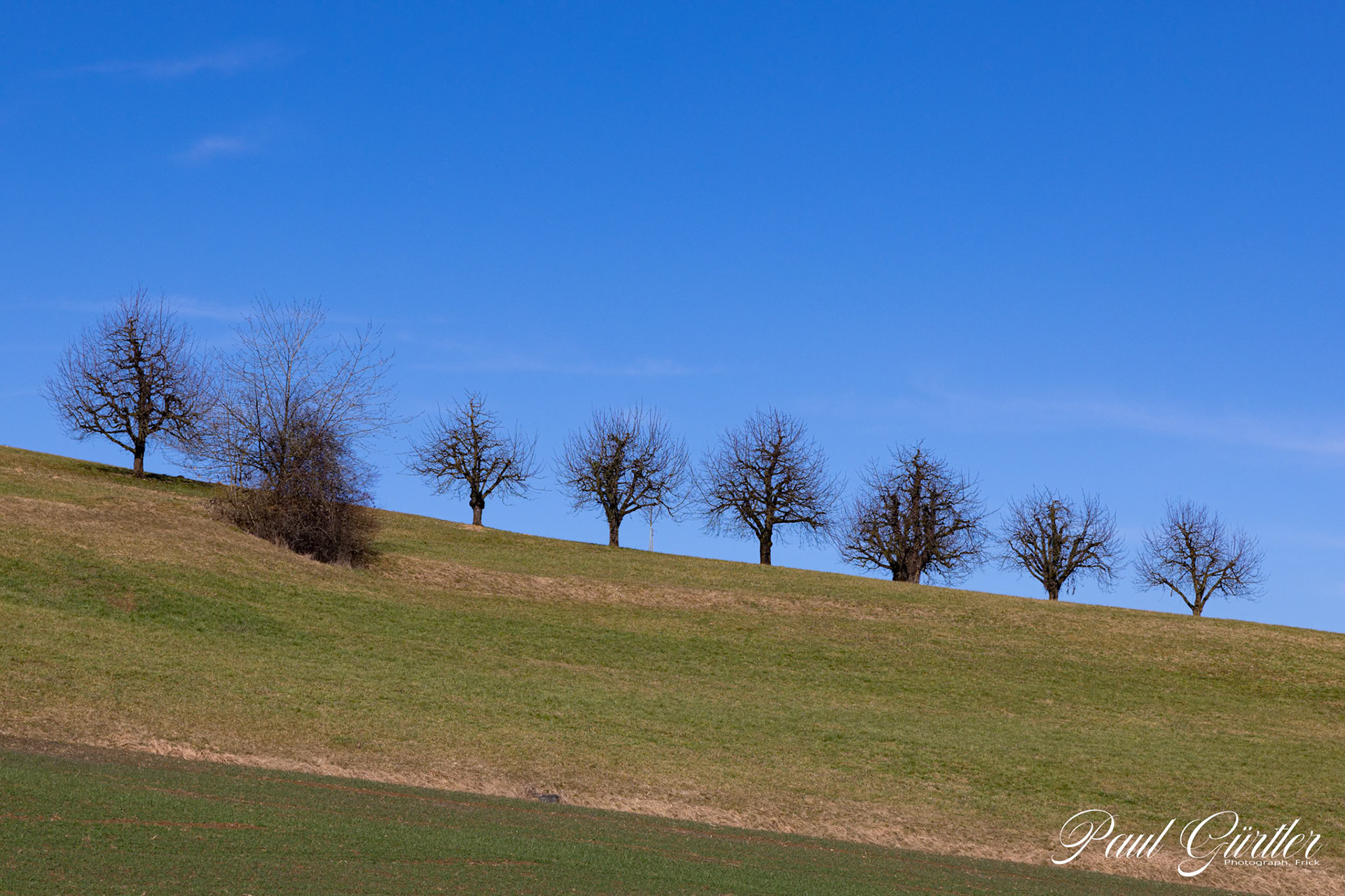 Kirschbaumreihe im Winter