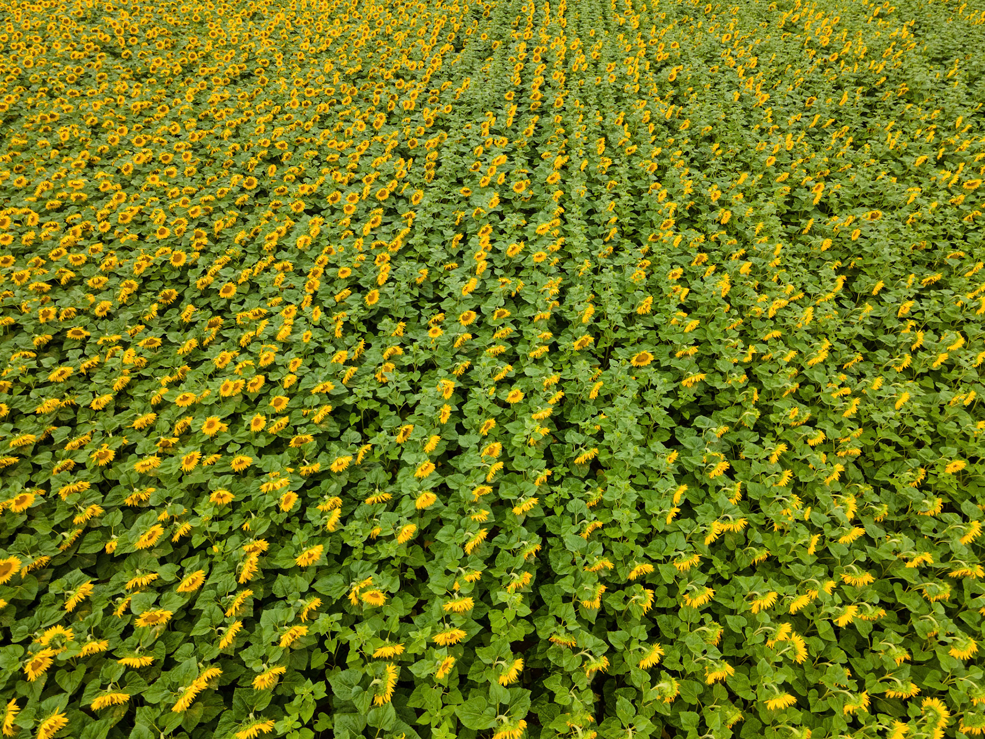 Sonnenblumenfeld
