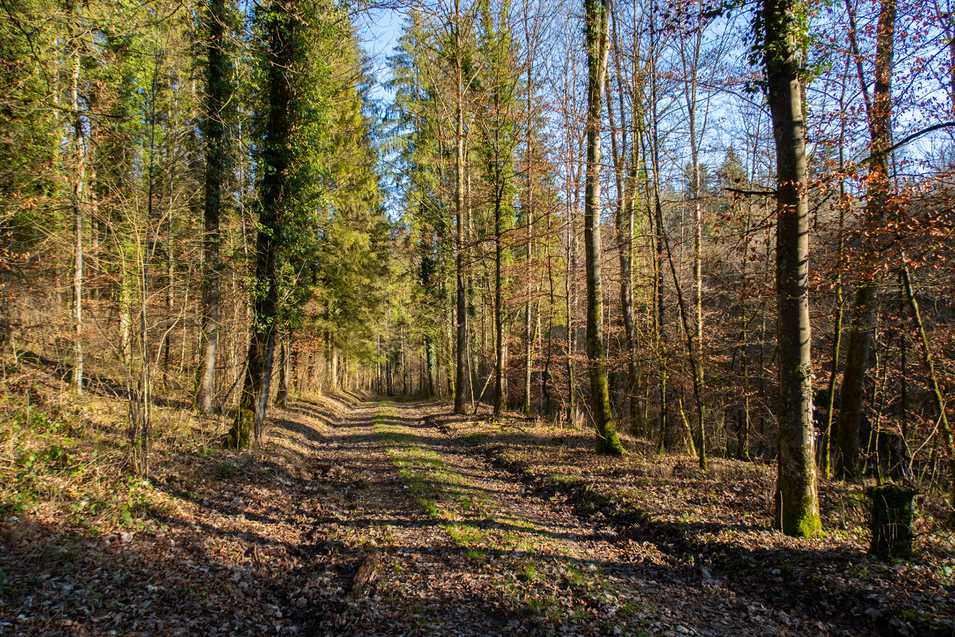 Waldweg Bruxel