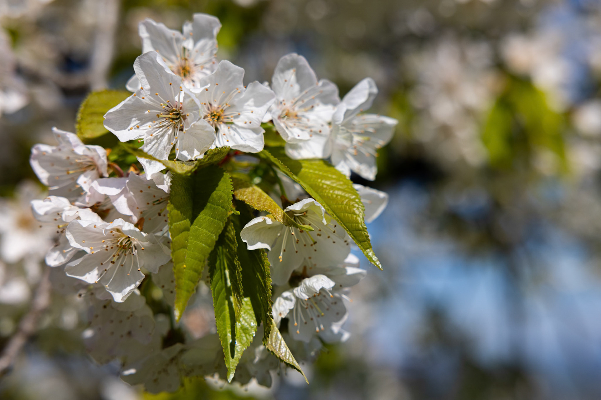 Kirschbaumblüte