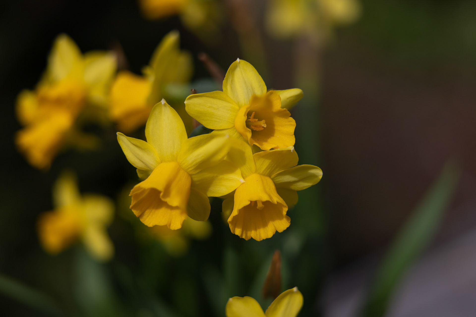 Narzissen (Narcissus)