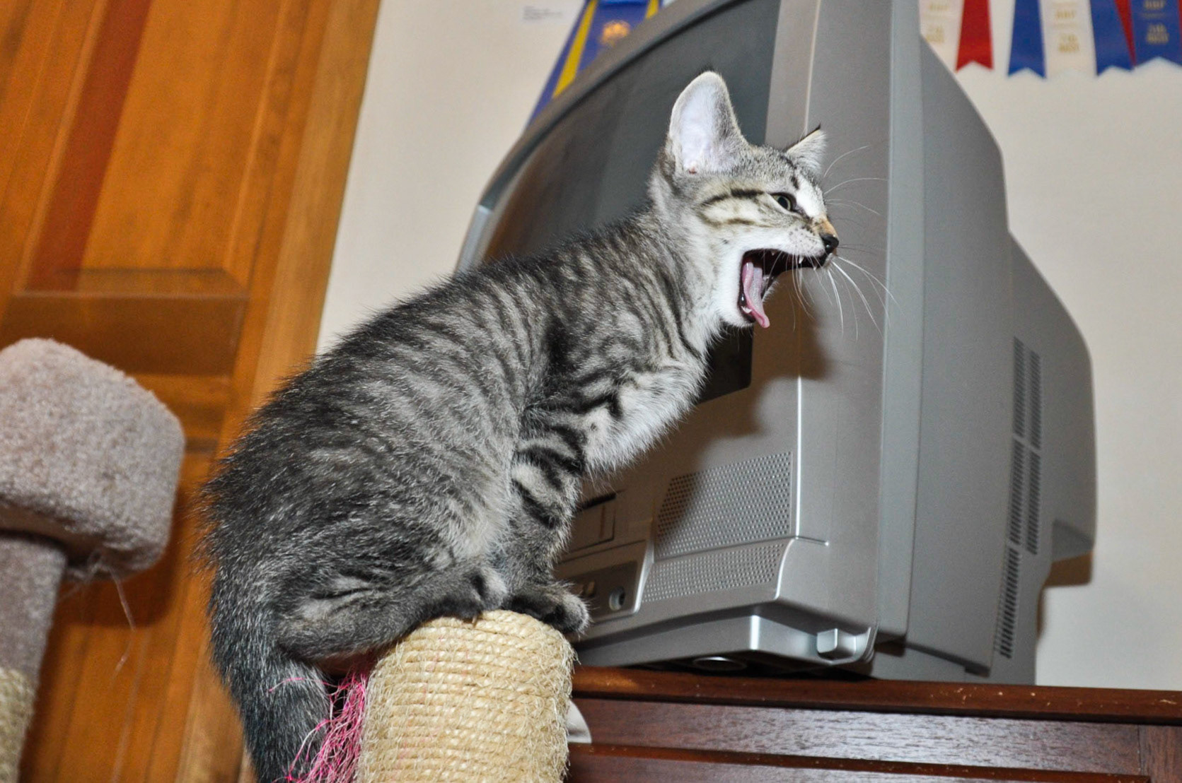 Bored with the feather toy already