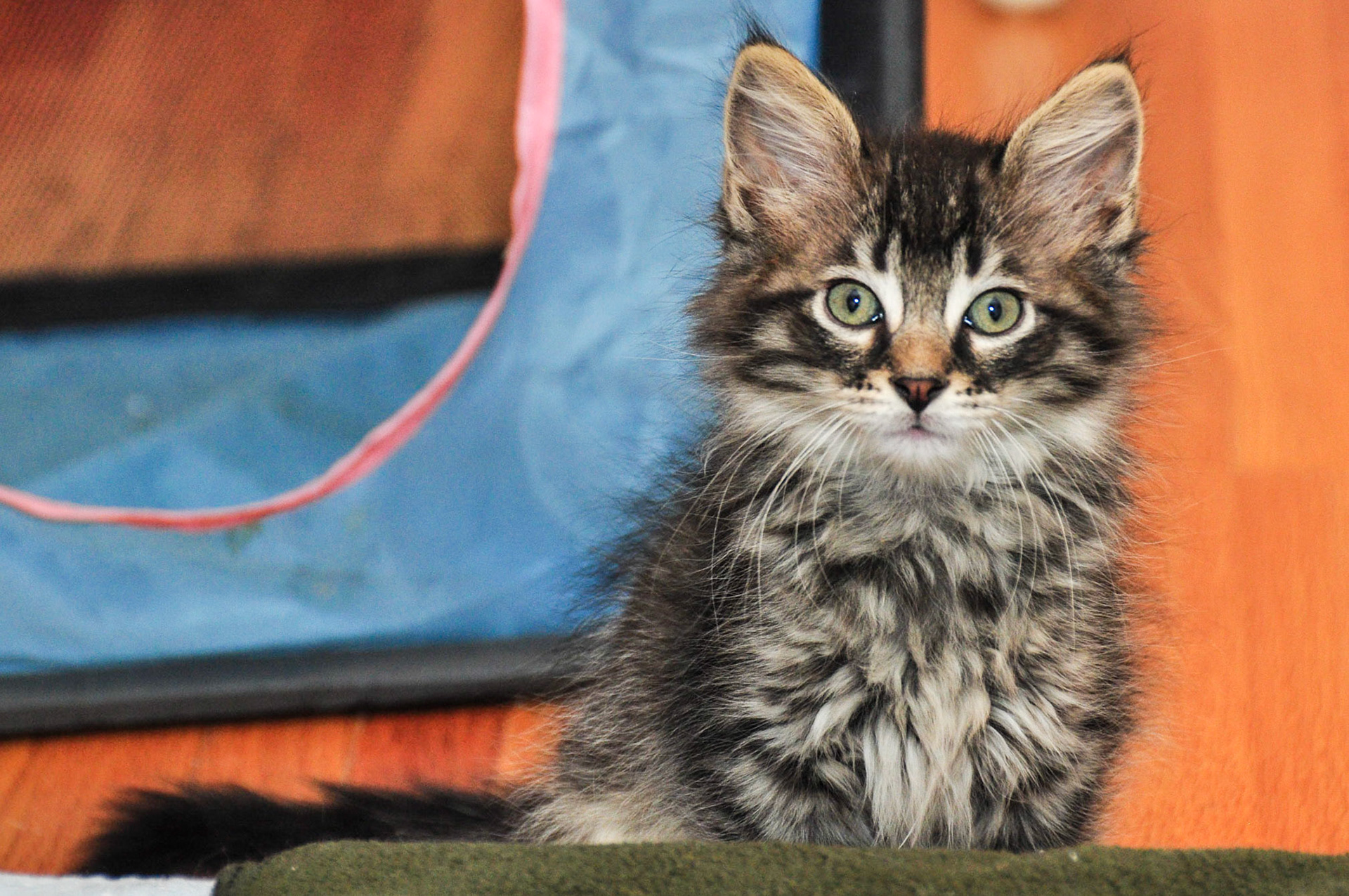 Movado was as sweet as he was fluffy.