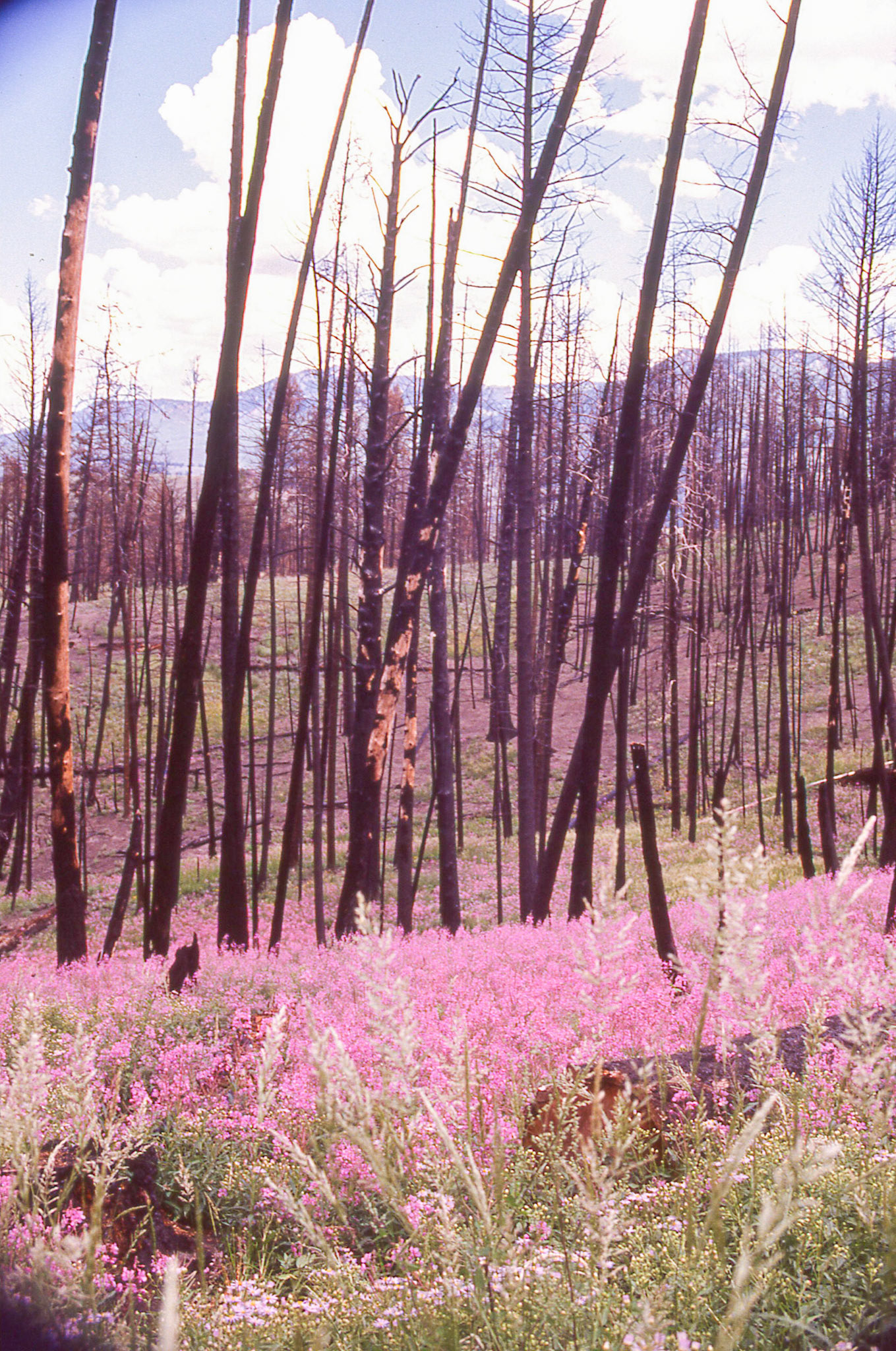 The fire of 1988 burned over 793,880 acres and had over 9000 firefighters assigned to the park. Here we can see wildflowers coming to life in the burn area.