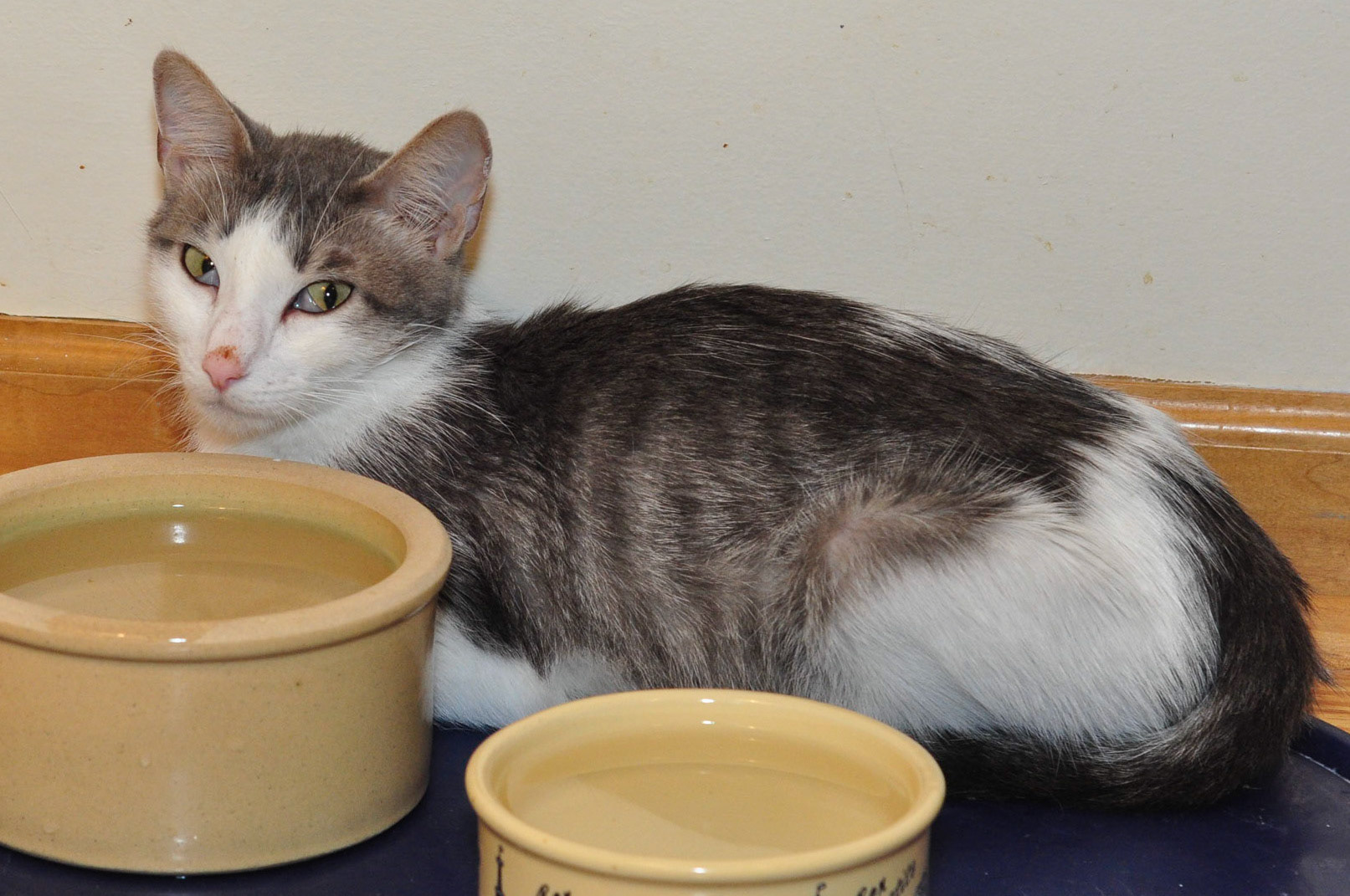 Piaget, mother of six kittens