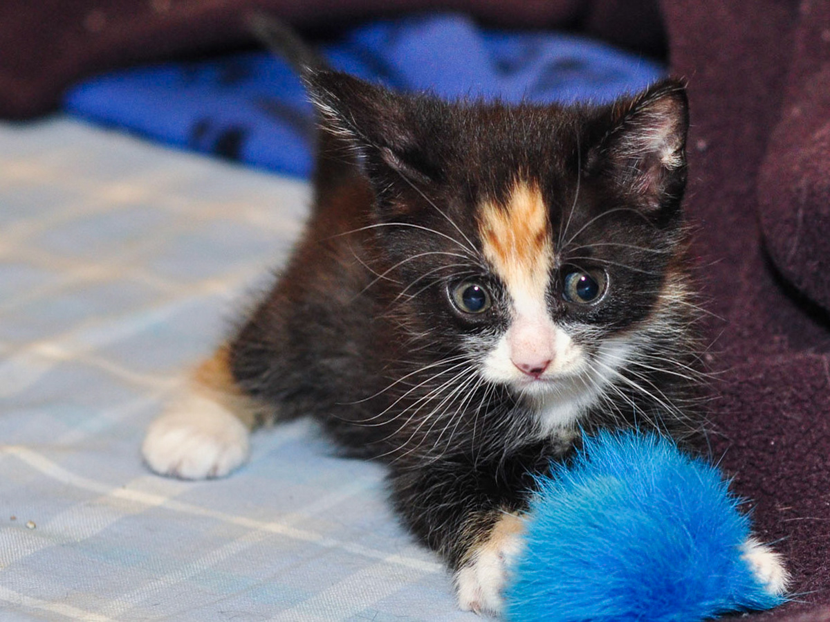 Pella is a little spitfire. She'll be the one who wants to play while the others nap.