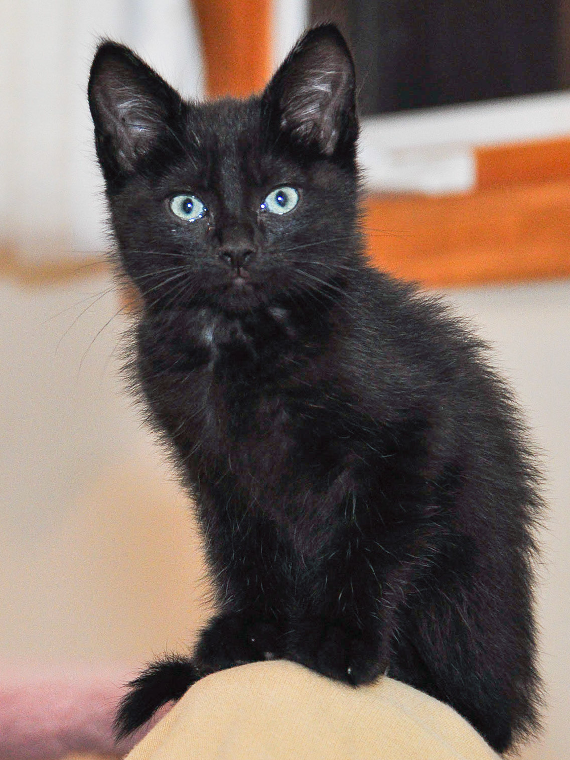 Tissot was our second tiniest kitten.