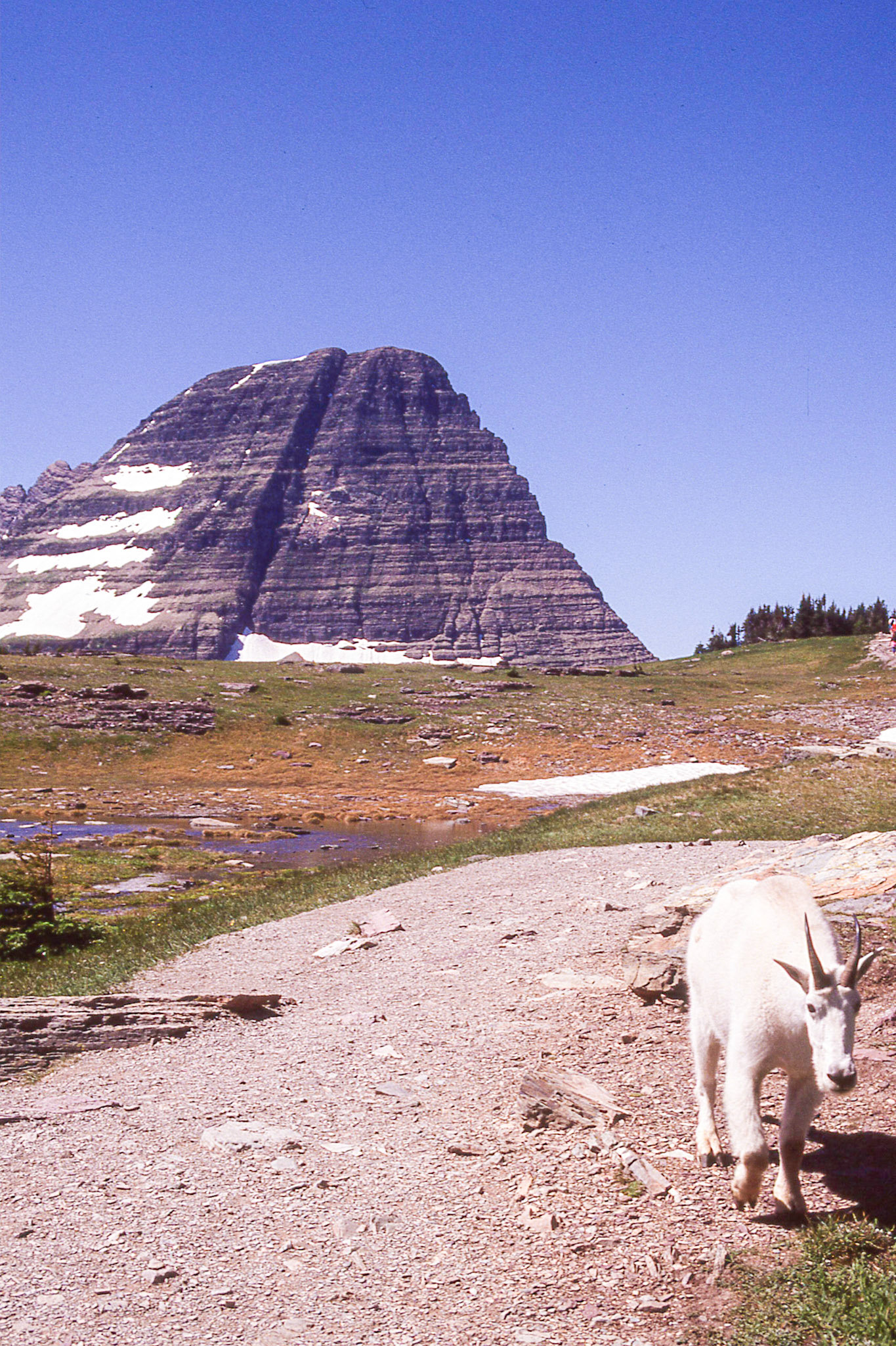 The mountain goat is the official symbol of Glacier Park.