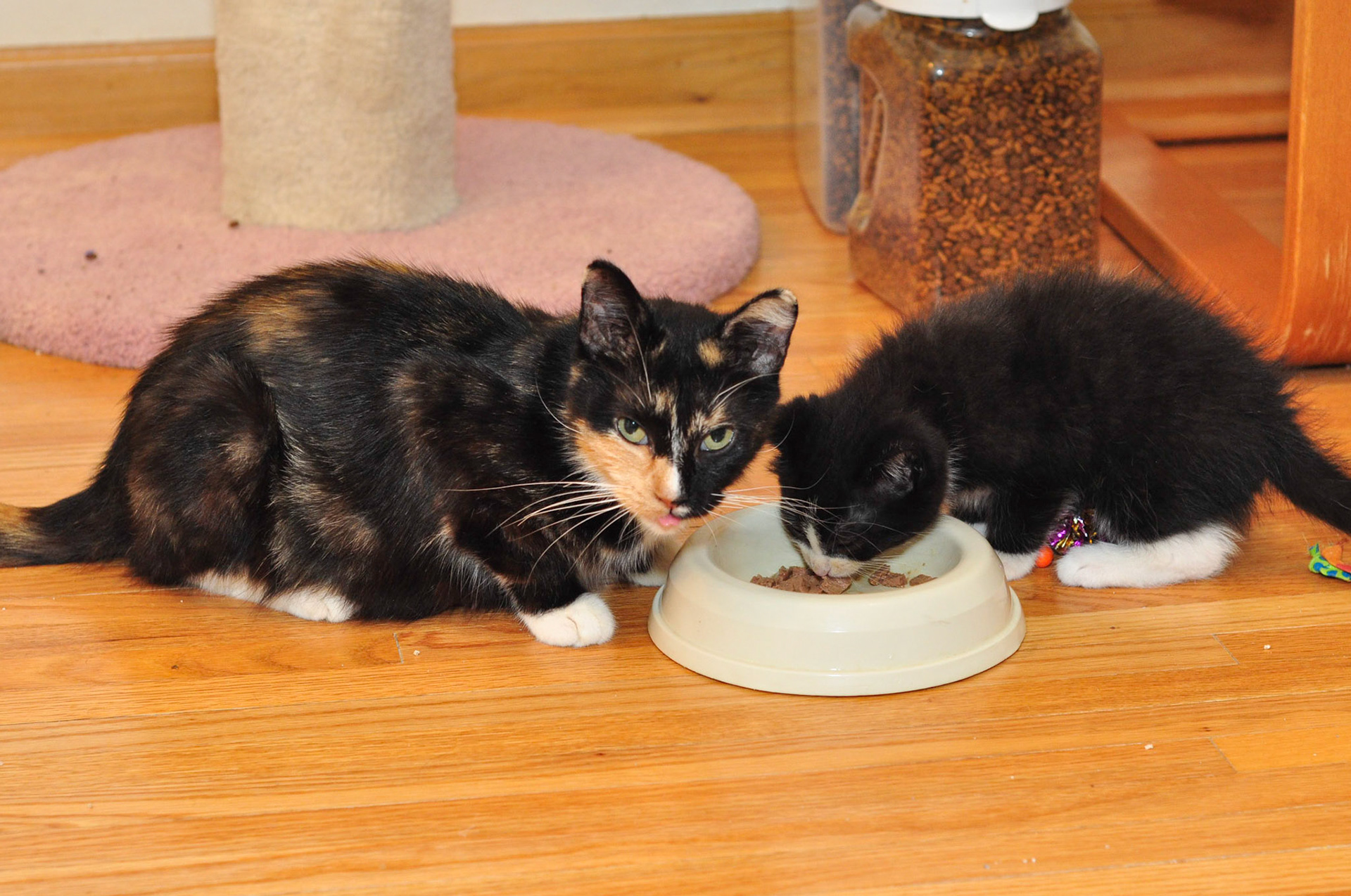 Mom Sugar and her boy, Ganache. The family had been taken from a hoarder house. The kittens came to us having had little socialization and they initially hid from us when we entered the foster room. With a mix of toy time and forced cuddling they eventually started to come to us and hop in our laps.