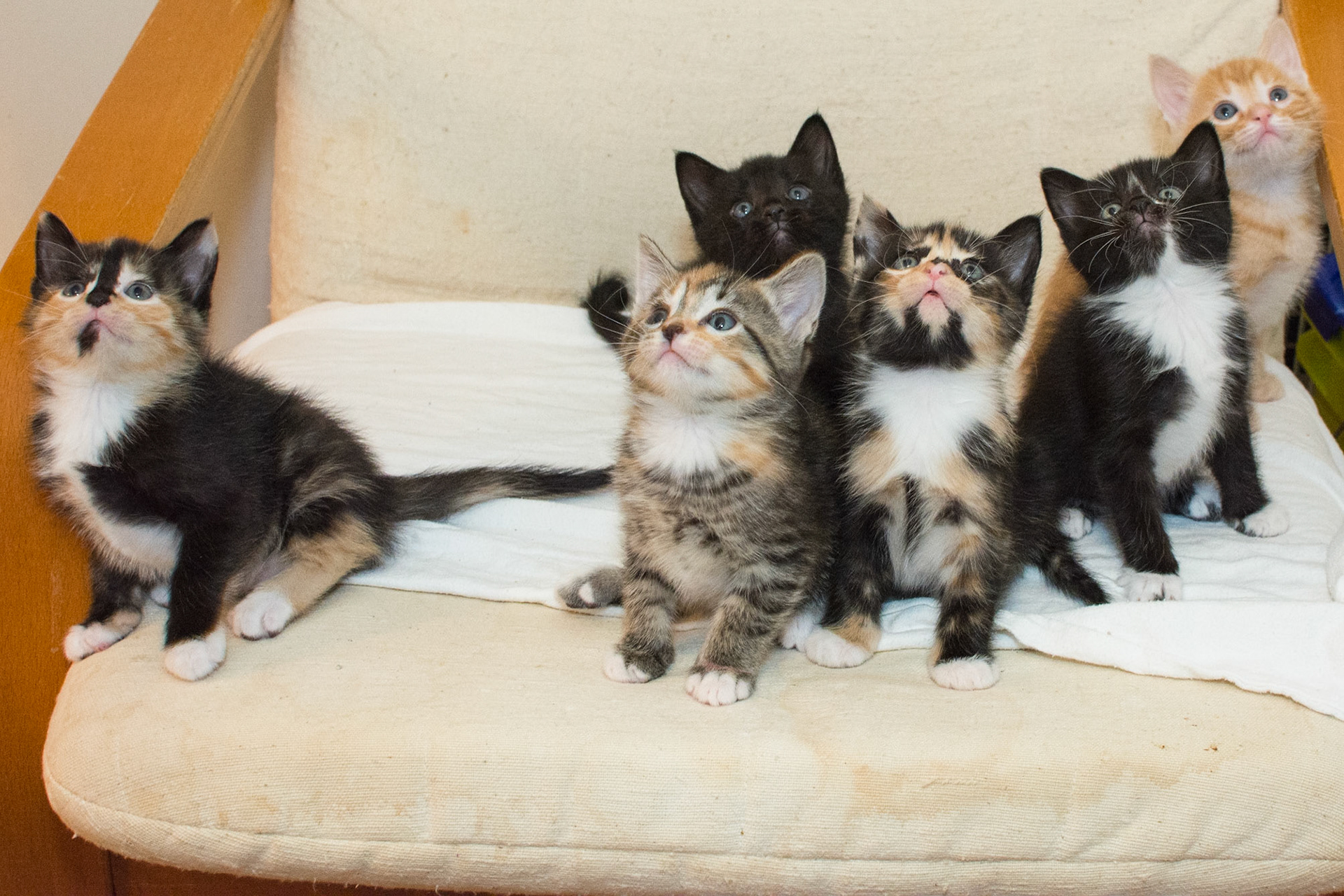 Left to right: Edina, Chaska, Rochester, Sartel, Winona, and Hopkins.