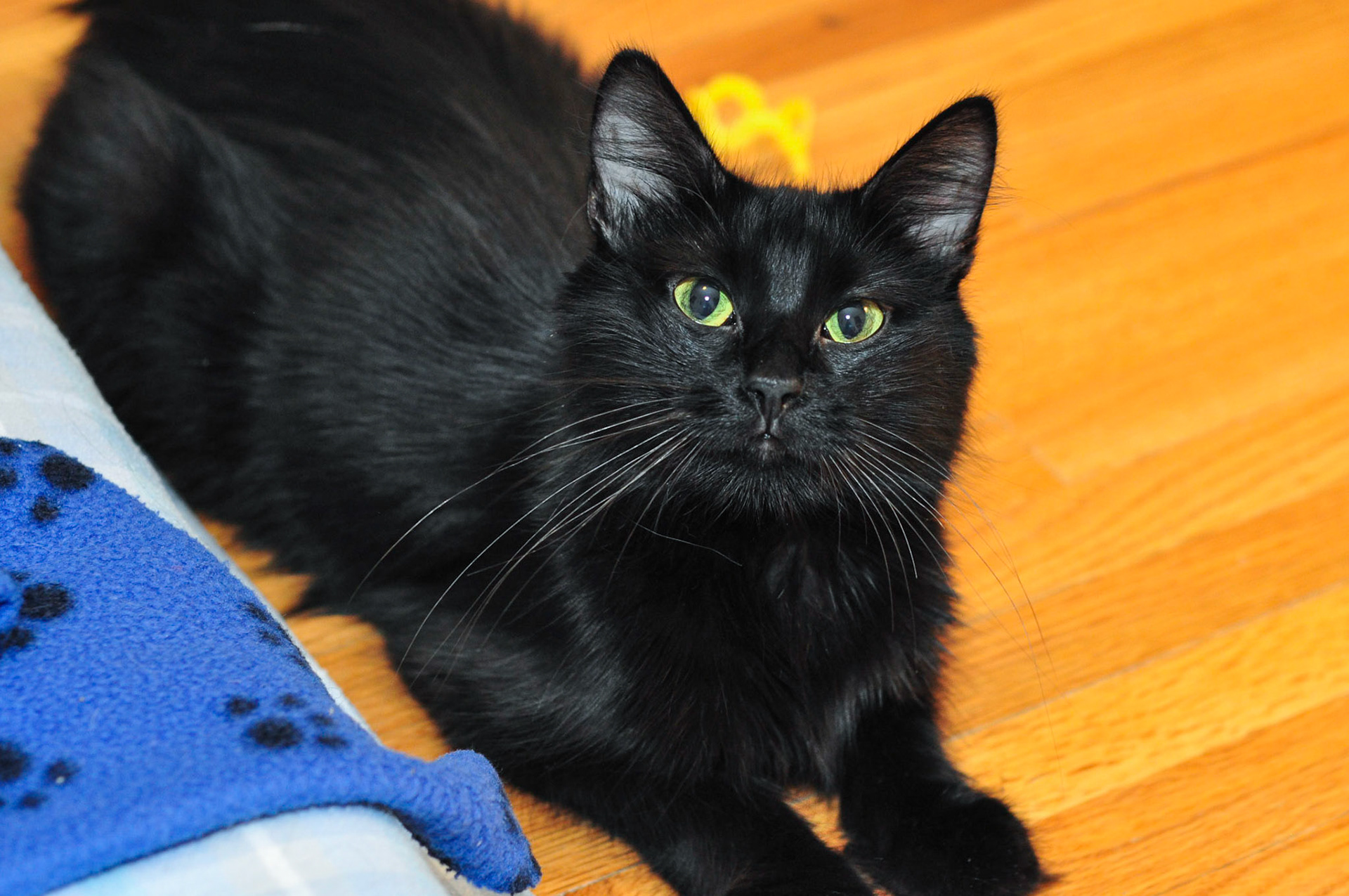 Godiva, mom to six kittens named after brands of chocolate.