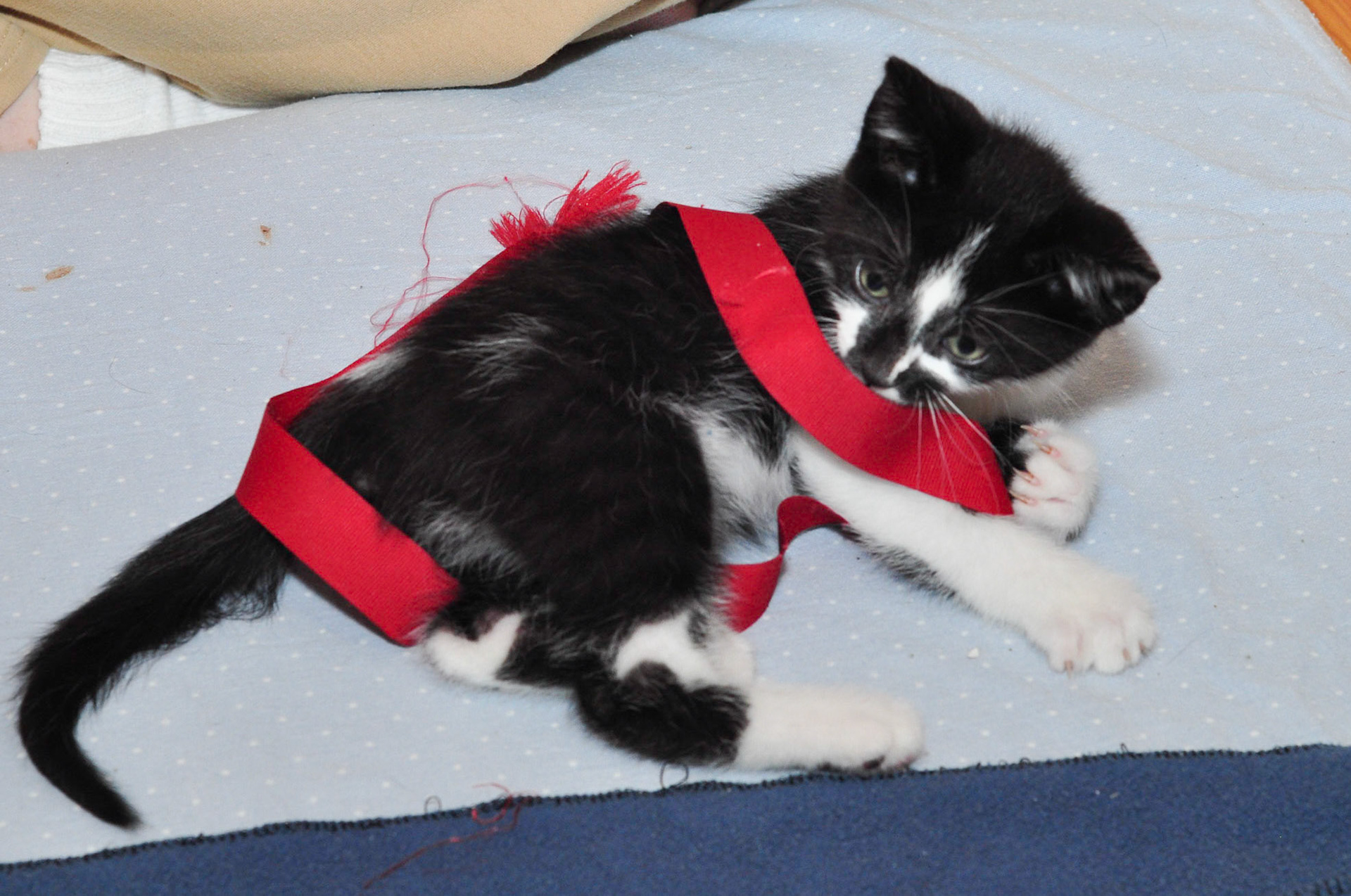 Cartier gets wrapped up in a ribbon