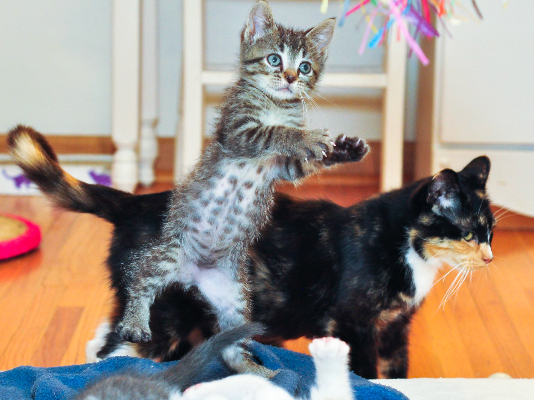 Stevia plays in front of Sugar