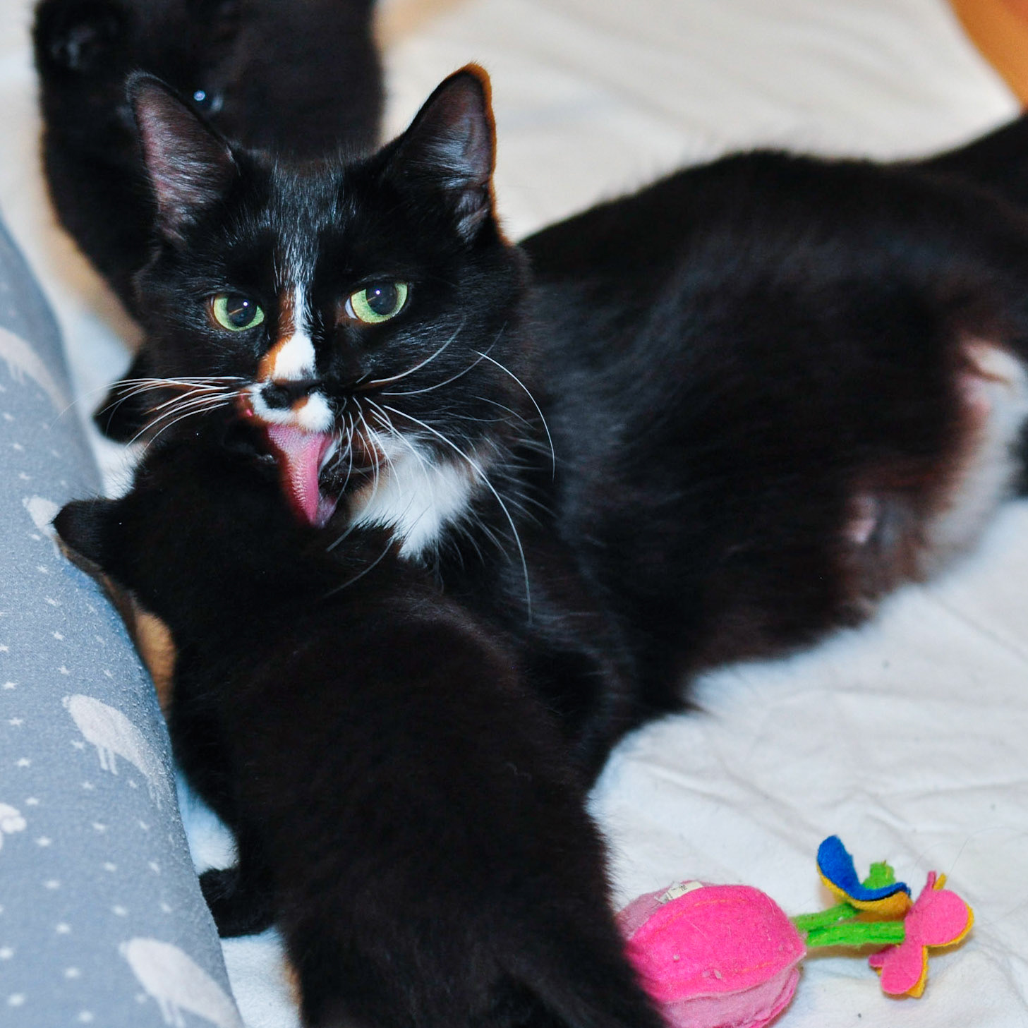 Boots does a little kitten maintenance