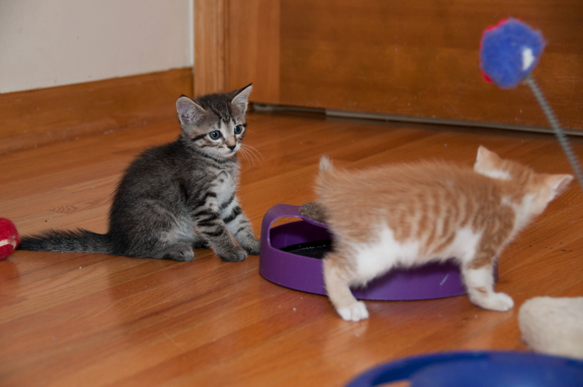 Peeta and Gale play together with the mouse wheel