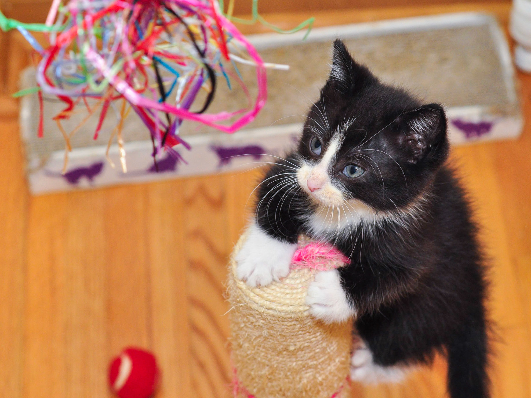 Ganache climbs the scratching post