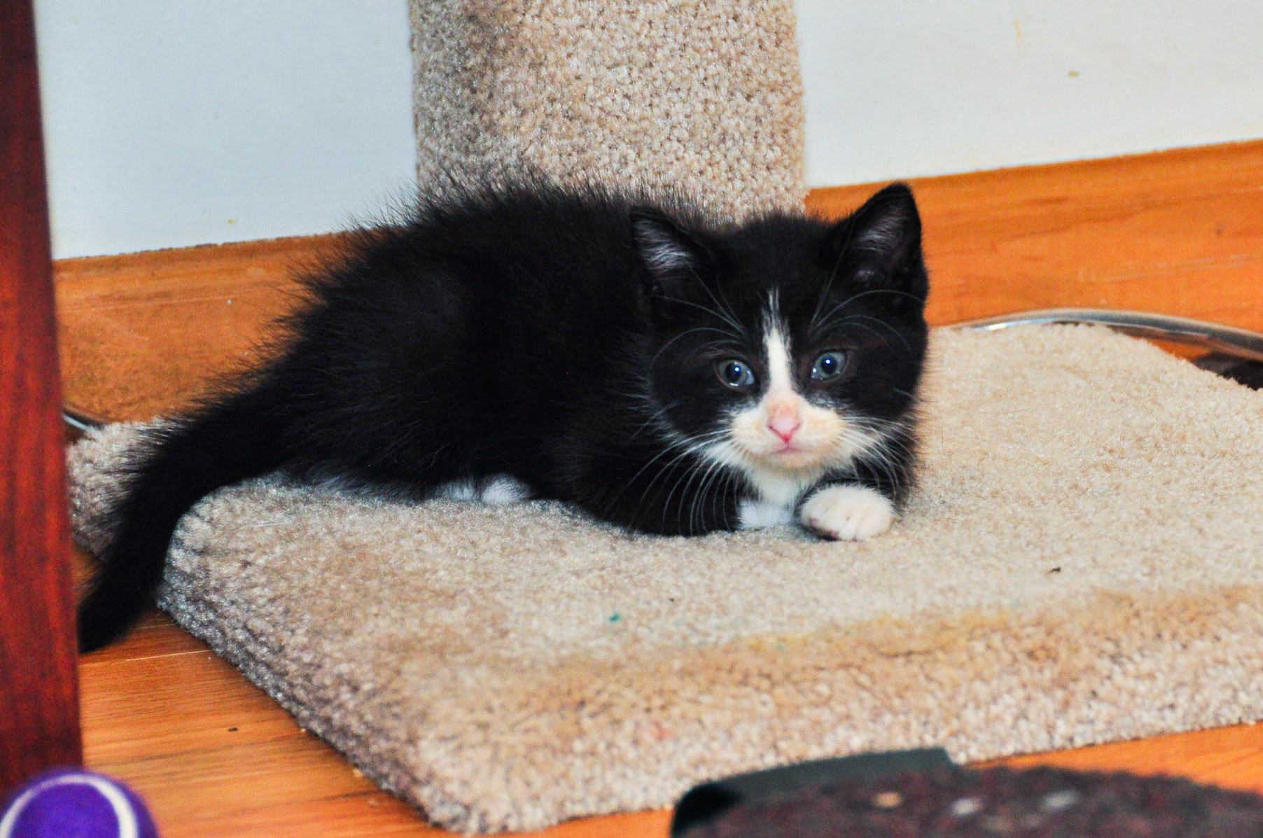 This is Ganache. He had a strange habit of lying flat as a pancake when we touched him. He was much improved by the time he was ready to go back for adoption.