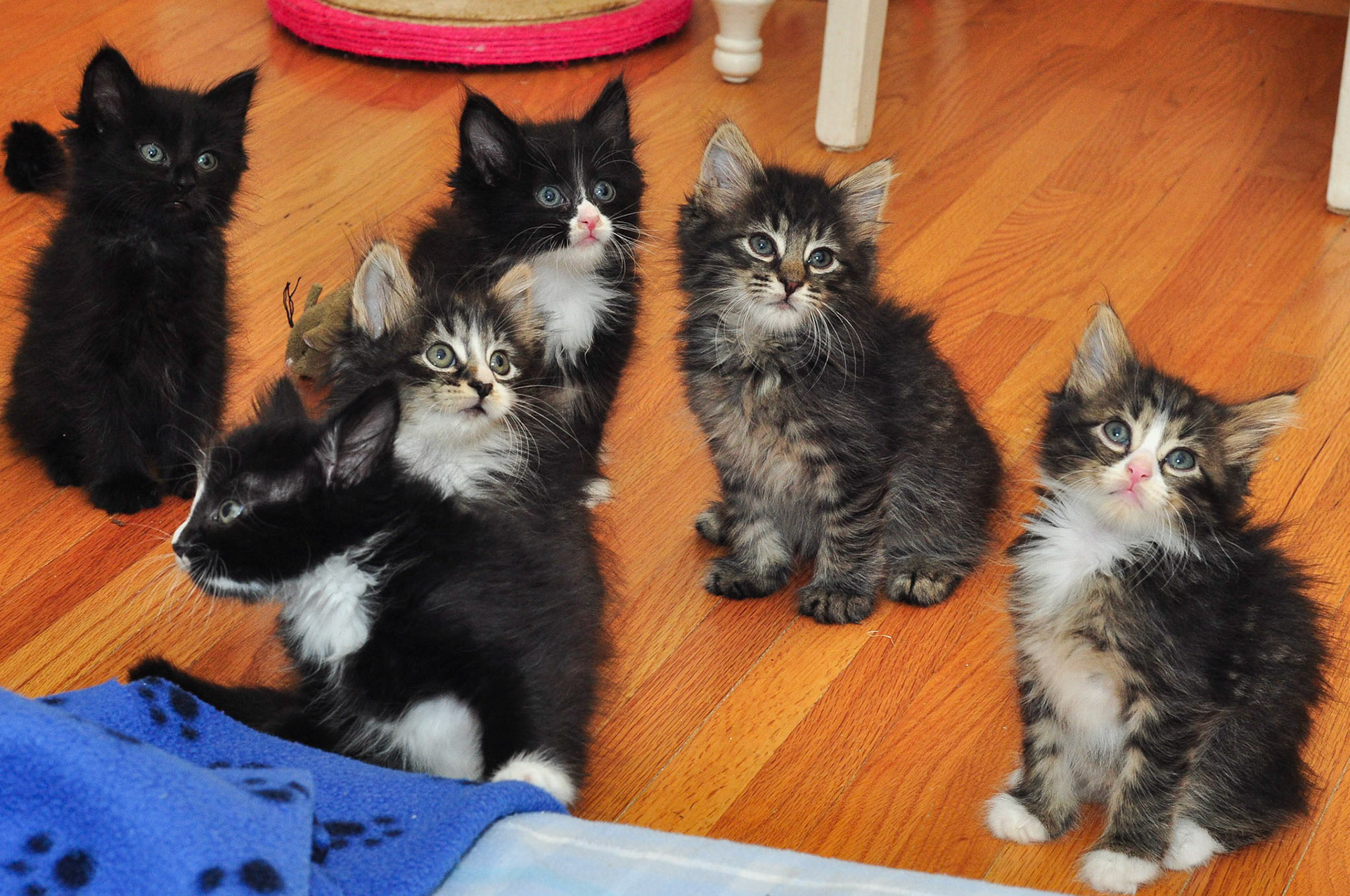 Hershey, Ethel M, Nestle, Ritter, Aero, and Nutella.